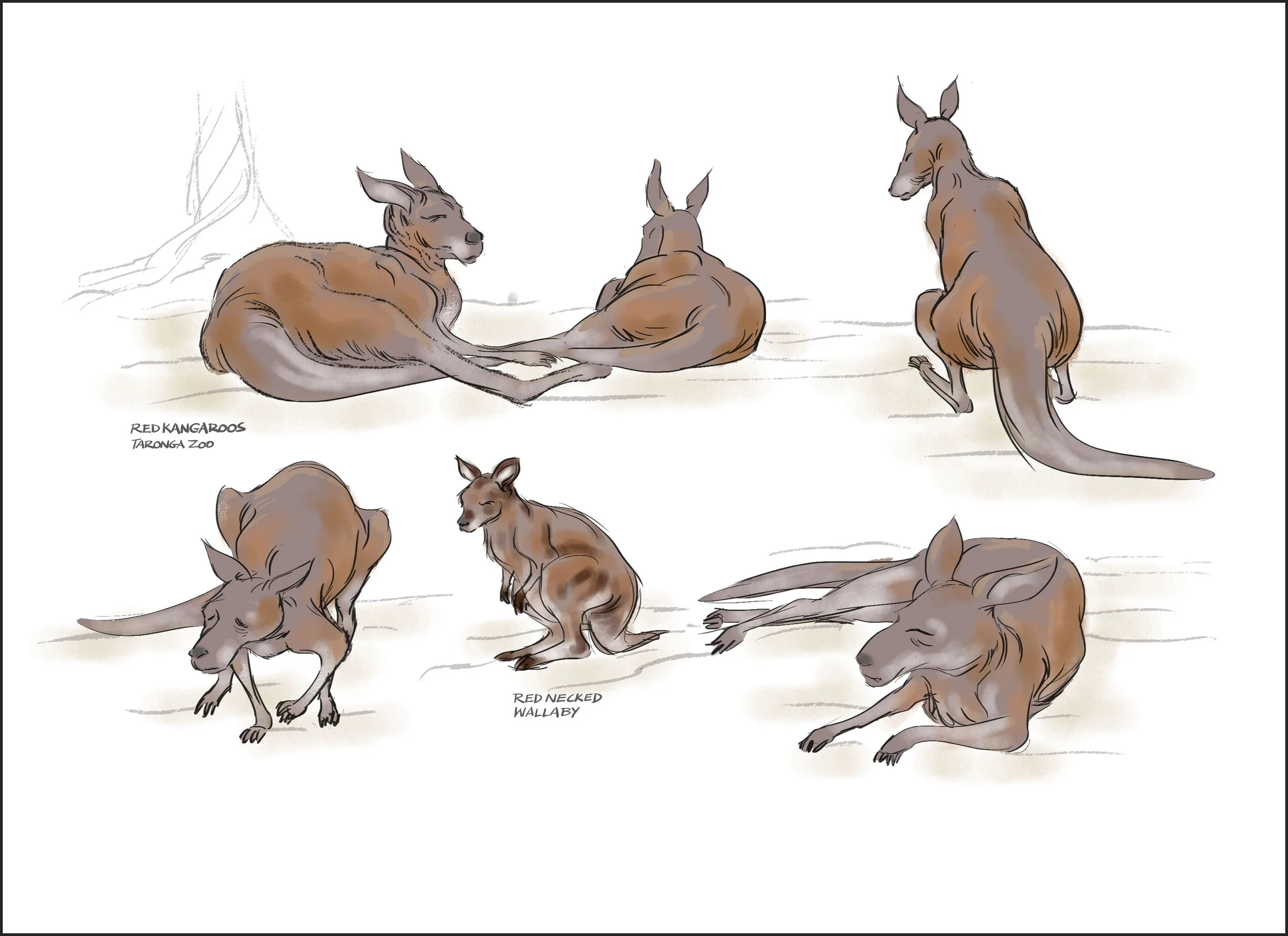 taronga_kang_05012021_isoFLAT.jpg