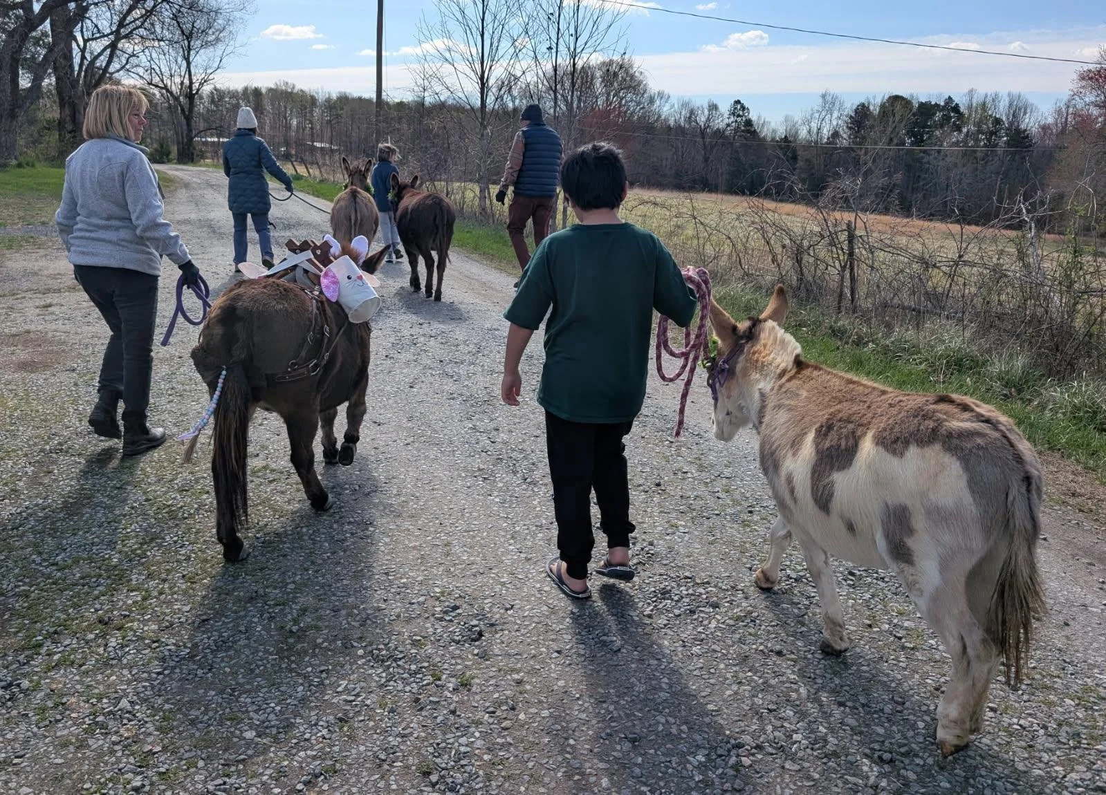 People walking on a gravel path with donkeys, some dressed with unicorn horns, in a rural outdoor setting on a cloudy day.