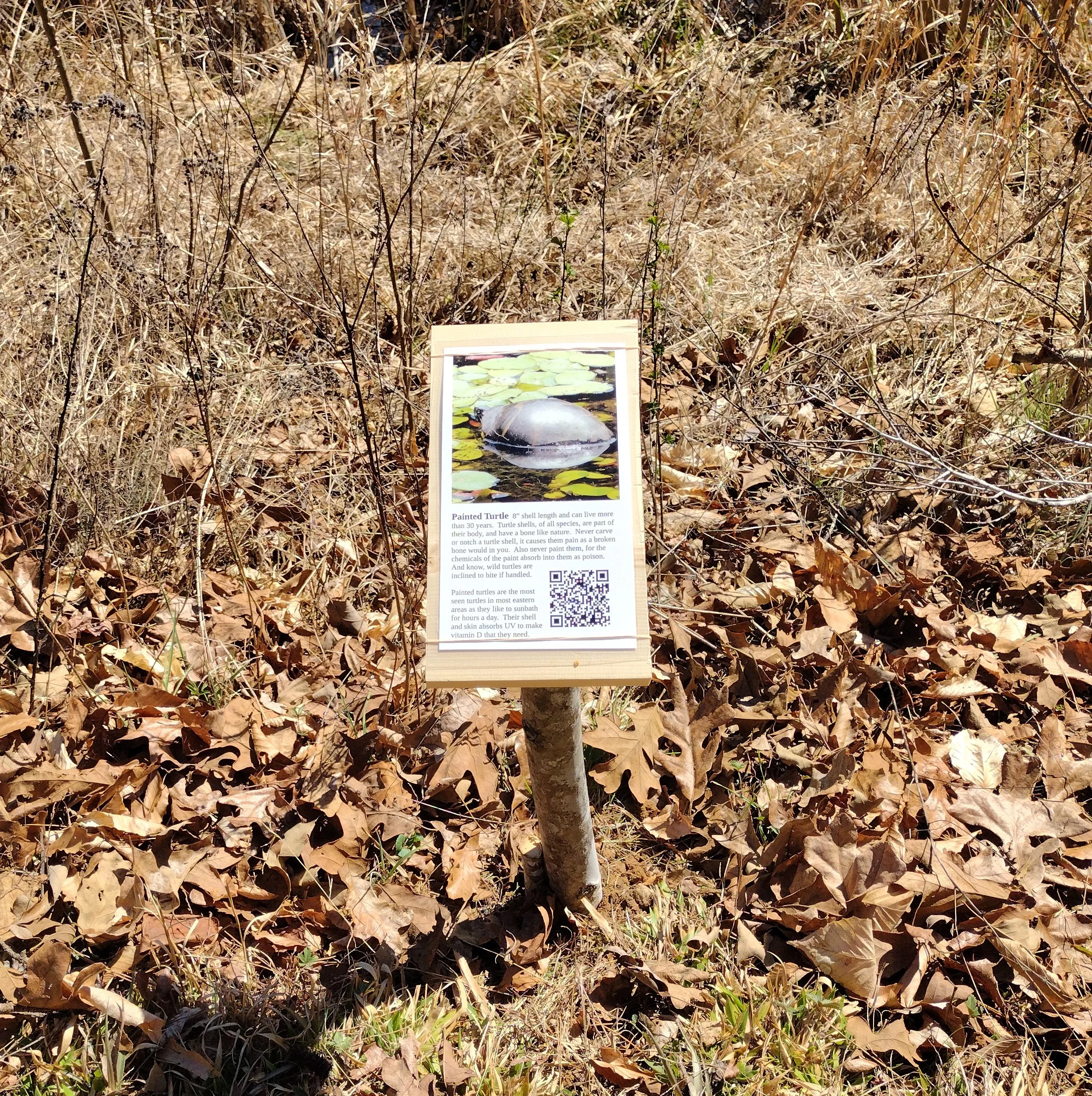 Informational sign about painted turtle, with a photo of a turtle in water and lily pads, placed on a wooden post amidst dry brown leaves and grasses.