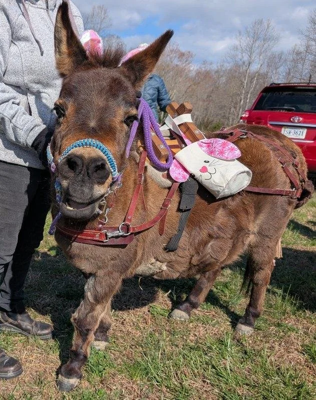 A small brown donkey with a blue noseband and pink bunny ears attached to its head. It is saddled with a bag decorated with pink flowers and holding a small wooden object. The donkey is standing outdoors on grass, with a person in a gray hoodie holdi