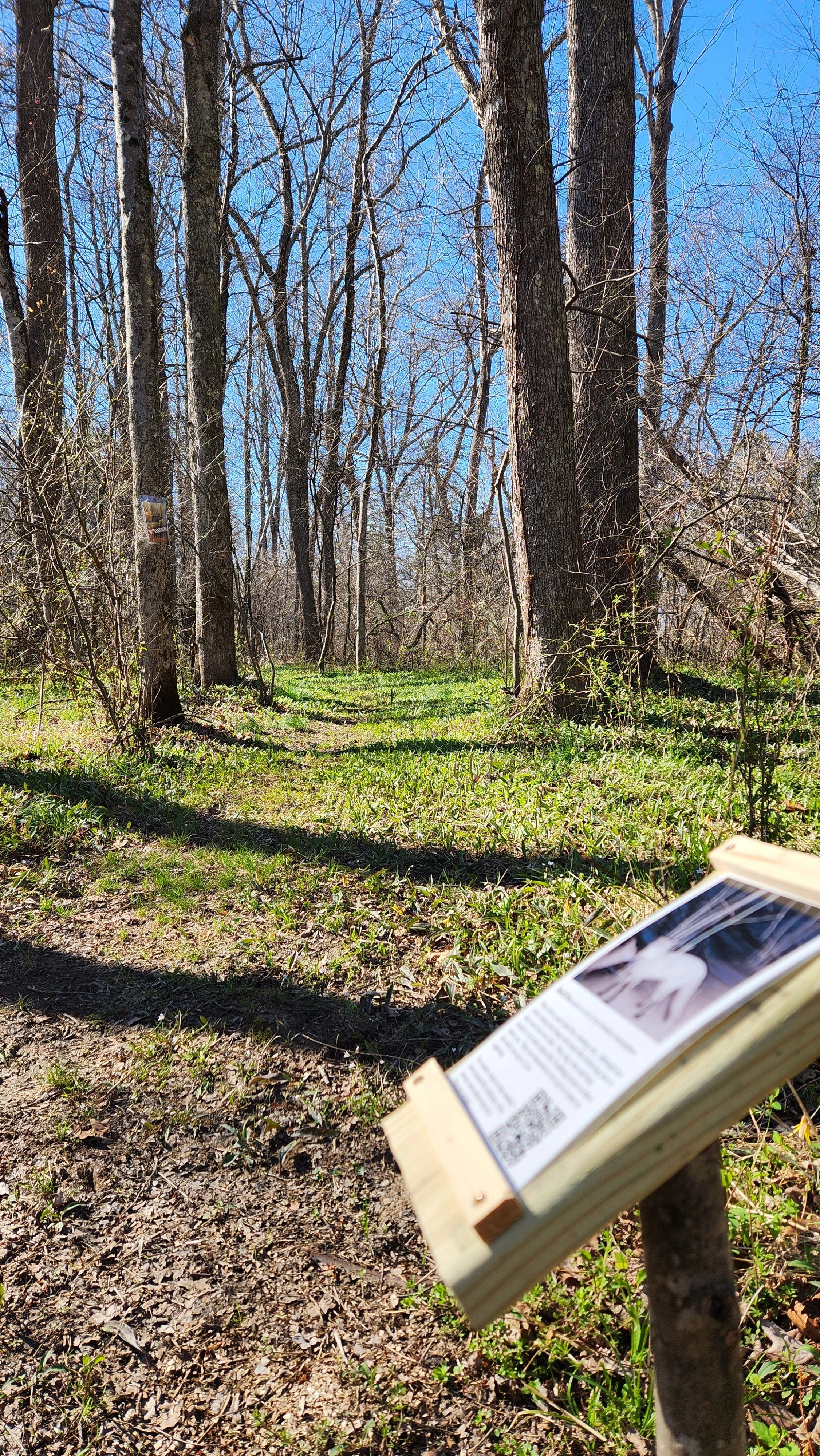 A wooded trail with tall, leafless trees on either side, sunlight filtering through, and a wooden informational sign in the foreground.