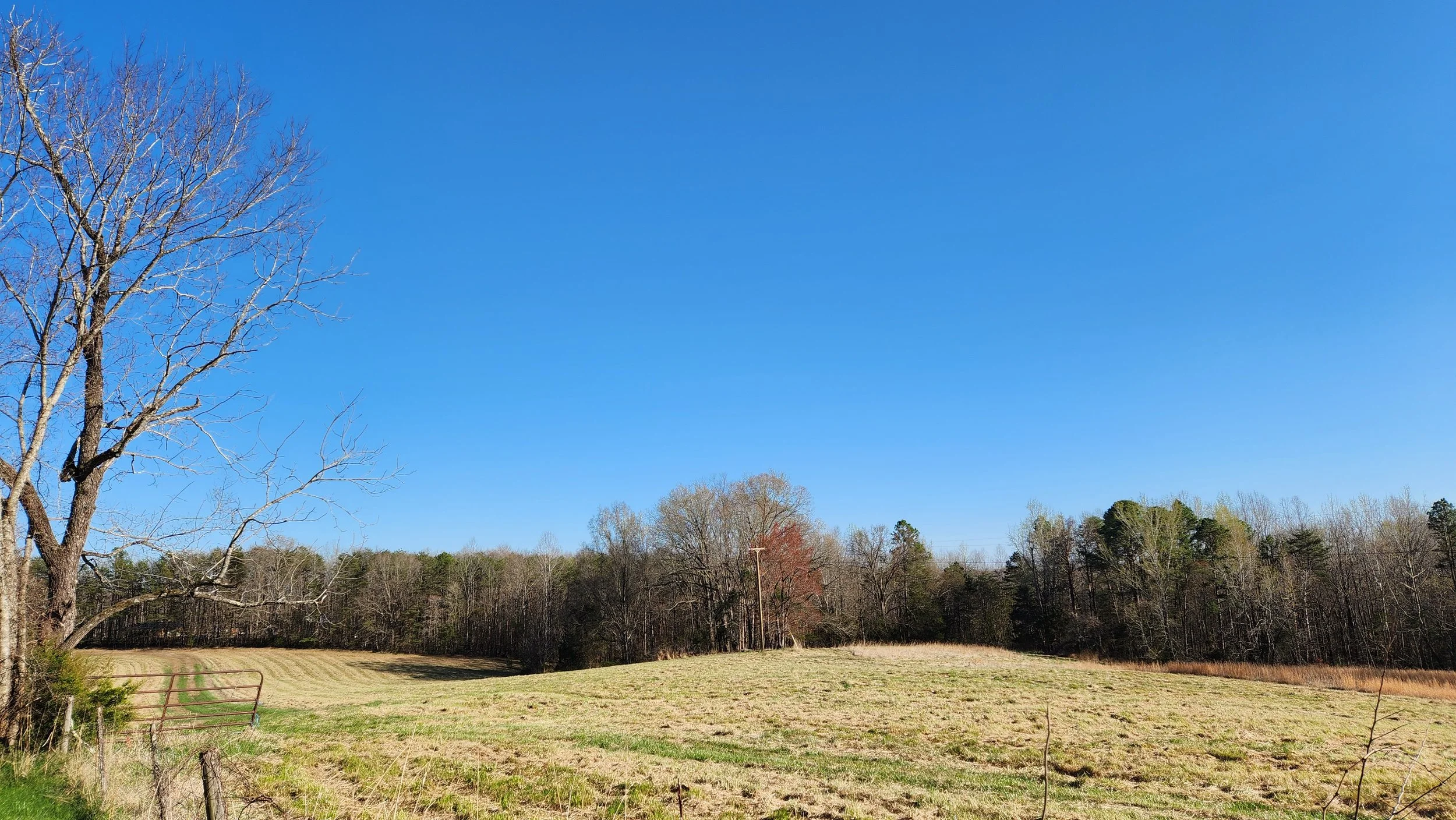 Open field with grass and a leafless tree in the foreground, a forest in the background, under a clear blue sky.