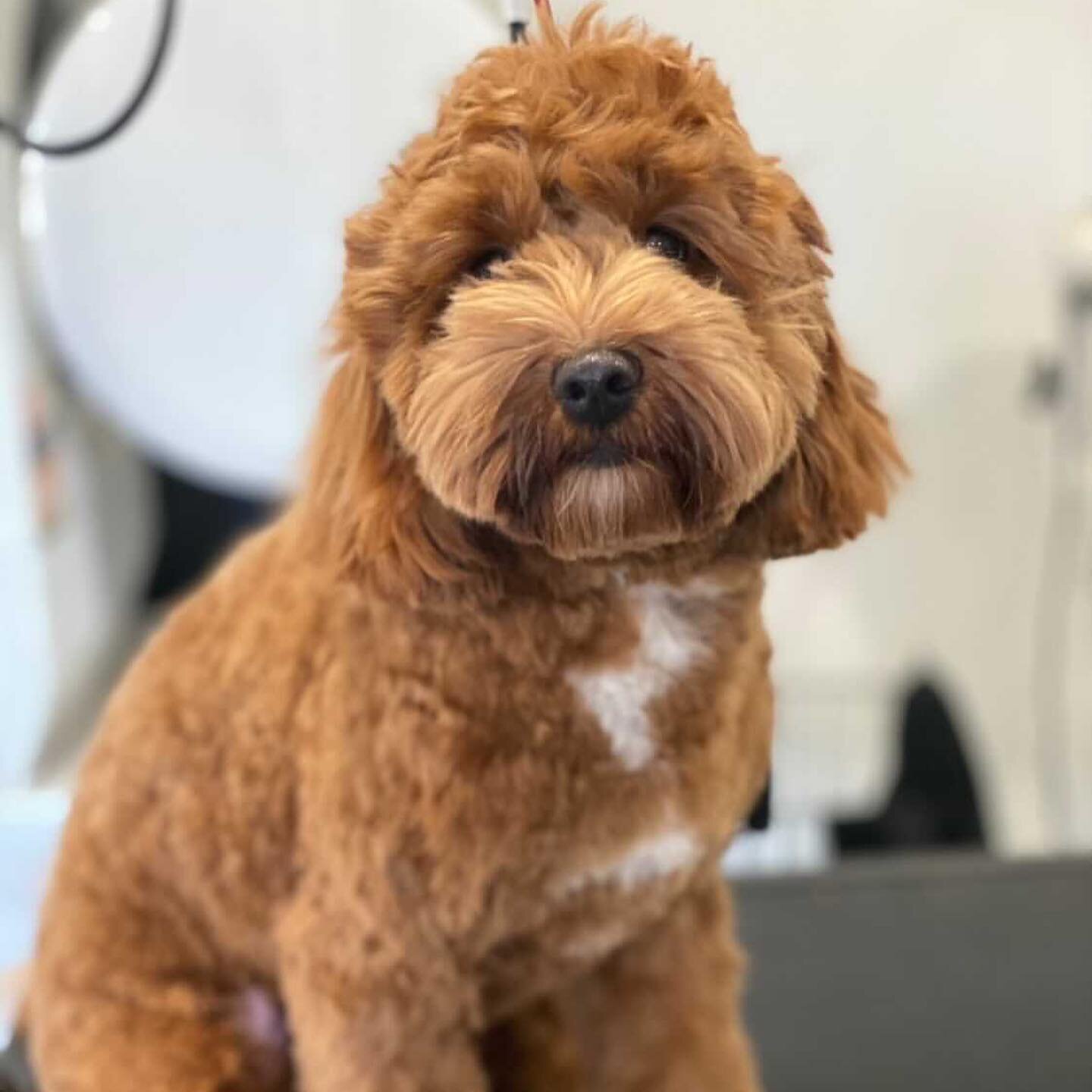 Moose the Cavoodle puppy has been visiting us since he was only a few months old. We&rsquo;ve already seen him more than we see most doggies, that&rsquo;s so we can train him to enjoy grooming. Check out Moose with his before &amp; after shots 🥰🐶 
