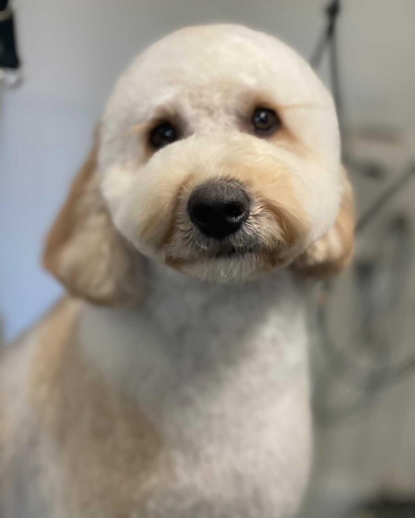 How stunning is our client Mr Xiao Xiao, Labradoodle 😍 He sure does like to lick his lips and pose for the camera, but when you snap that pic he looks 👌🏽A perfect cut and groom for Mr Xiao Xiao! Ps. Not to mention his incredibly lushes eyelashes ?