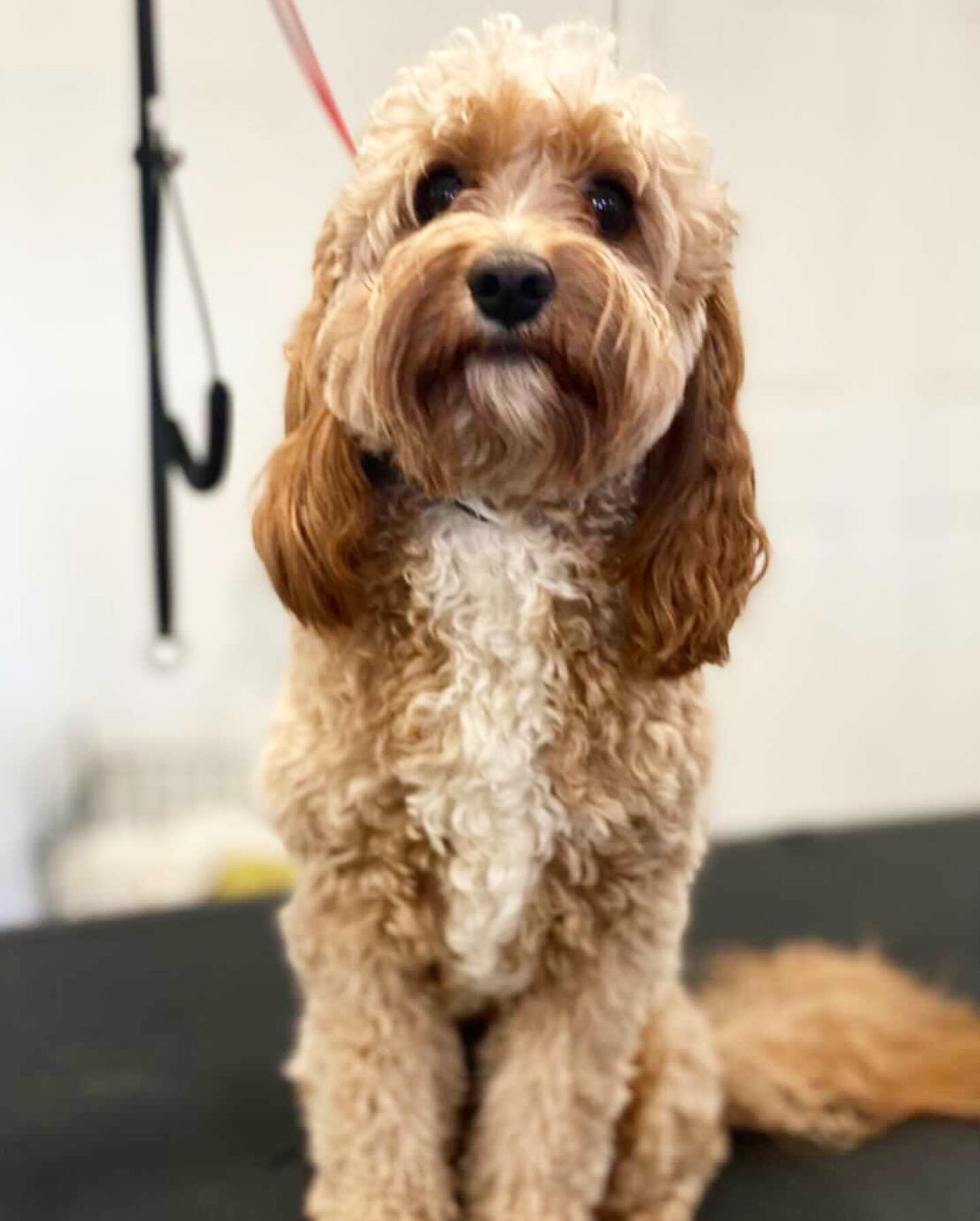 Max the Cavoodle! Check out this before and after from a grooming and hair cut appointment 🐶🎀 

#followers #follow #like #followforfollowback #likeforlikes #likes #followback #instagram #likeforfollow #followme #instagood #love #f #instalike #photo