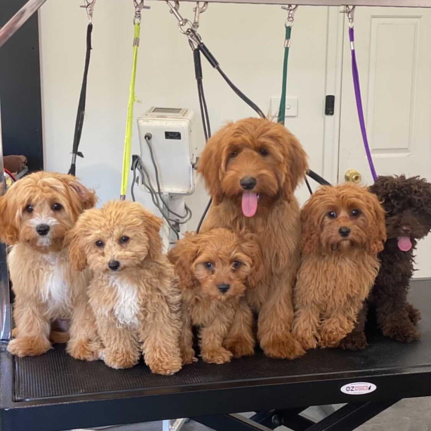 Isn&rsquo;t this just the cutest? We are so lucky to look after such amazing clients! If you&rsquo;re in Canberra and need your beloved furry friends groomed, trimmed, washed or just given a good old fashioned spruce up, then call us today on: 0424 5