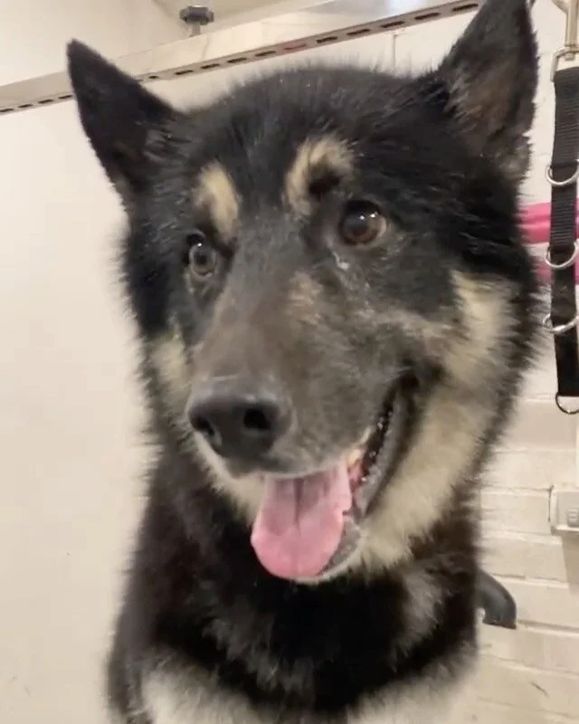 The Dog Barber Canberra Dog Grooming