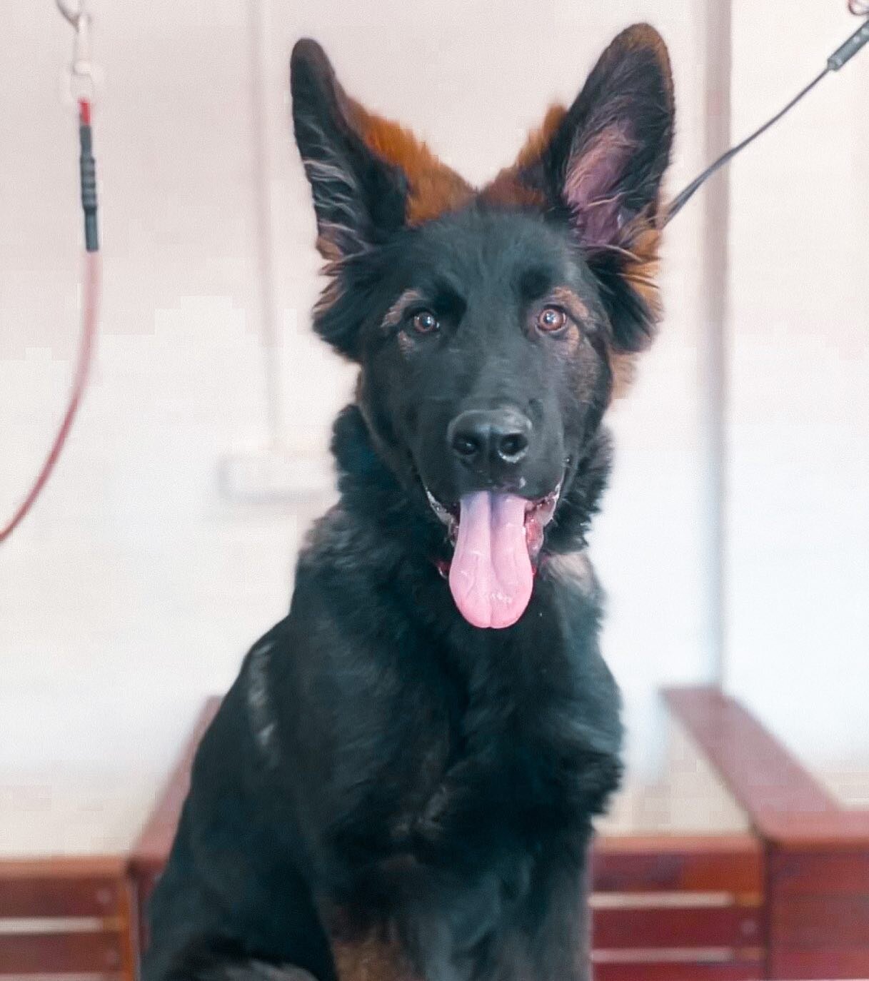 Meet one of our favorite clients, Mr Moose- a handsome young German Shepherd puppy all ready for a groom🐕&zwj;🦺 

#followers #follow #like #followforfollowback #likeforlikes #likes #followback #instagram #likeforfollow #followme #instagood #love #f
