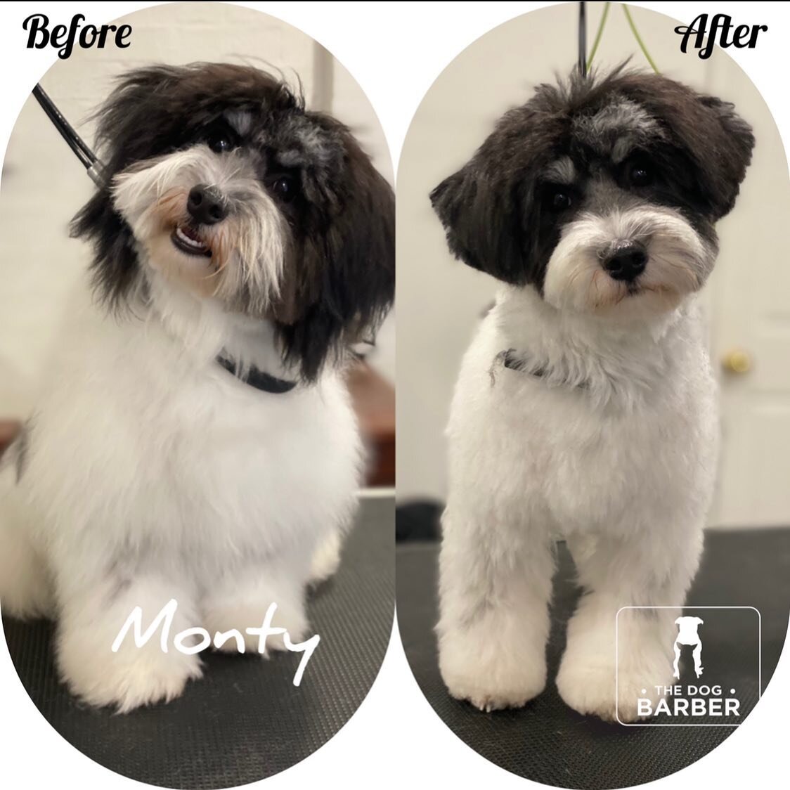 Little Monty the Havanesse  puppy looking plush after successfully completing our &ldquo;puppy program&rdquo; which helps to build confidence for a life time of regular grooms. 💯✂️

Picture snapped after his first full groom 😊🐶

We are social💯You