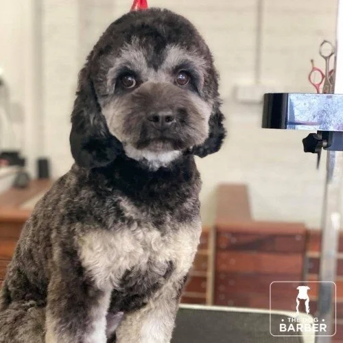 The Dog Barber Canberra Dog Grooming