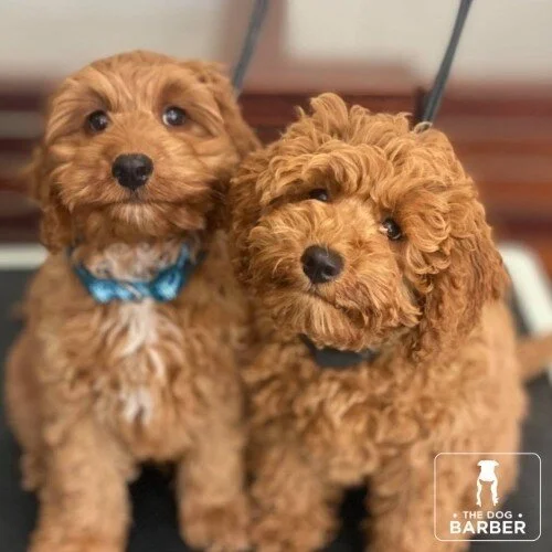 The Dog Barber Canberra Dog Grooming