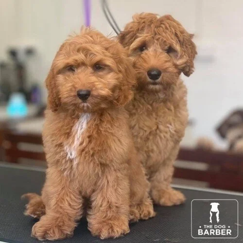 The Dog Barber Canberra Dog Grooming