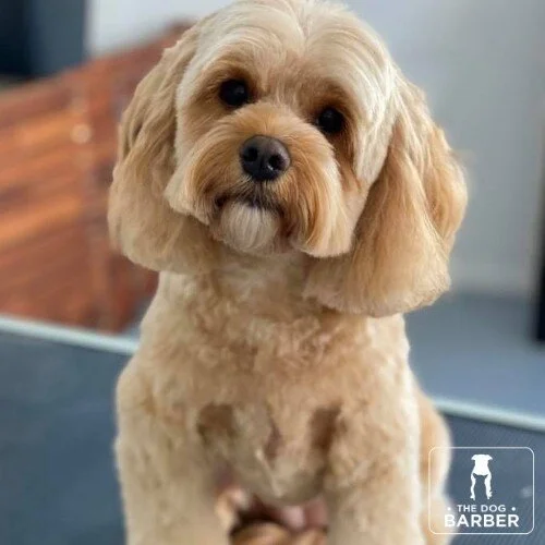 The Dog Barber Canberra Dog Grooming