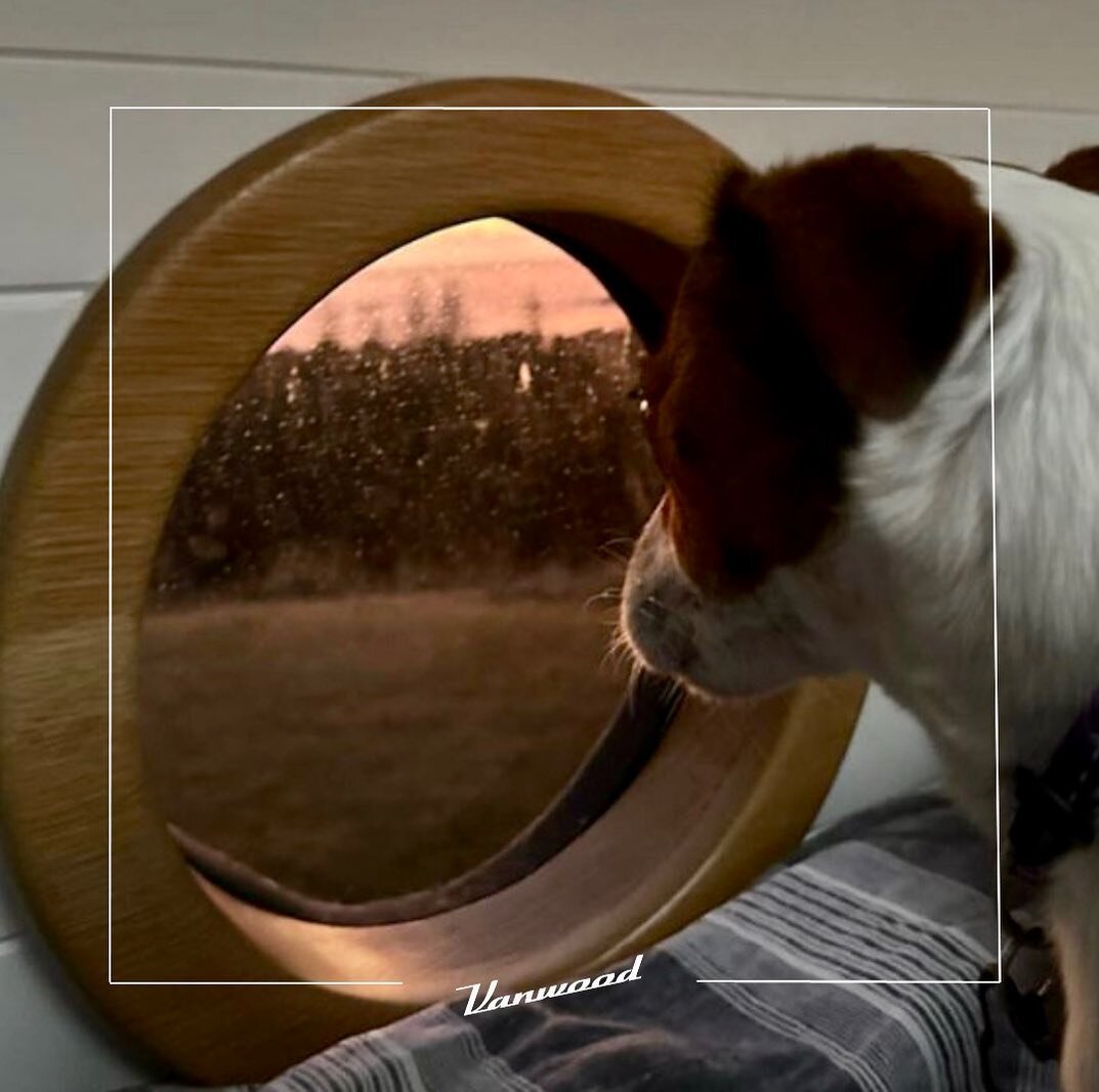 Little Dog @littledog.adventures is a little legend around these parts. 

She inspired the Vanwood signature porthole design and loves travelling with her own special vista. 

It won&rsquo;t be long now before her next van is ready - and, of course, 