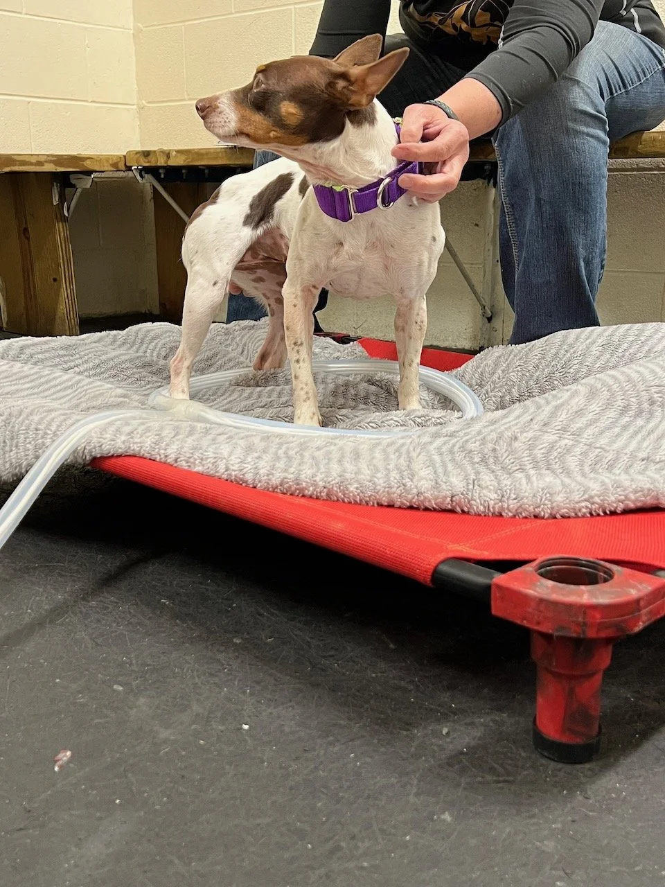 atlas canine Dog with MagnaWave loops