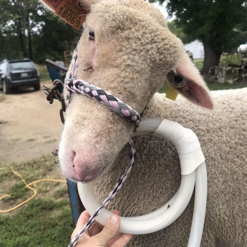 Atlas Canine sheep with magnawave pemf