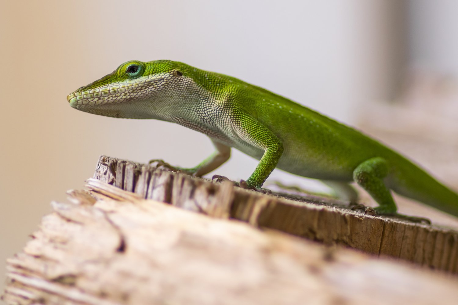Closeout: Anole Charismatic Look, Framed and Matted