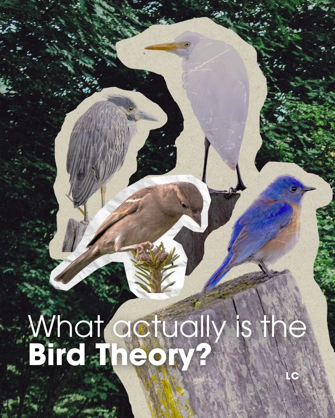 🐦𝗧𝗵𝗲 𝗕𝗶𝗿𝗱 𝗧𝗵𝗲𝗼𝗿𝘆, not just a relationship trend on social media⁠
⁠
Have you seen the viral Bird Theory trend testing a relationships likelihood of success? It's when one partner subtly tells their partner, with little detail, that they 