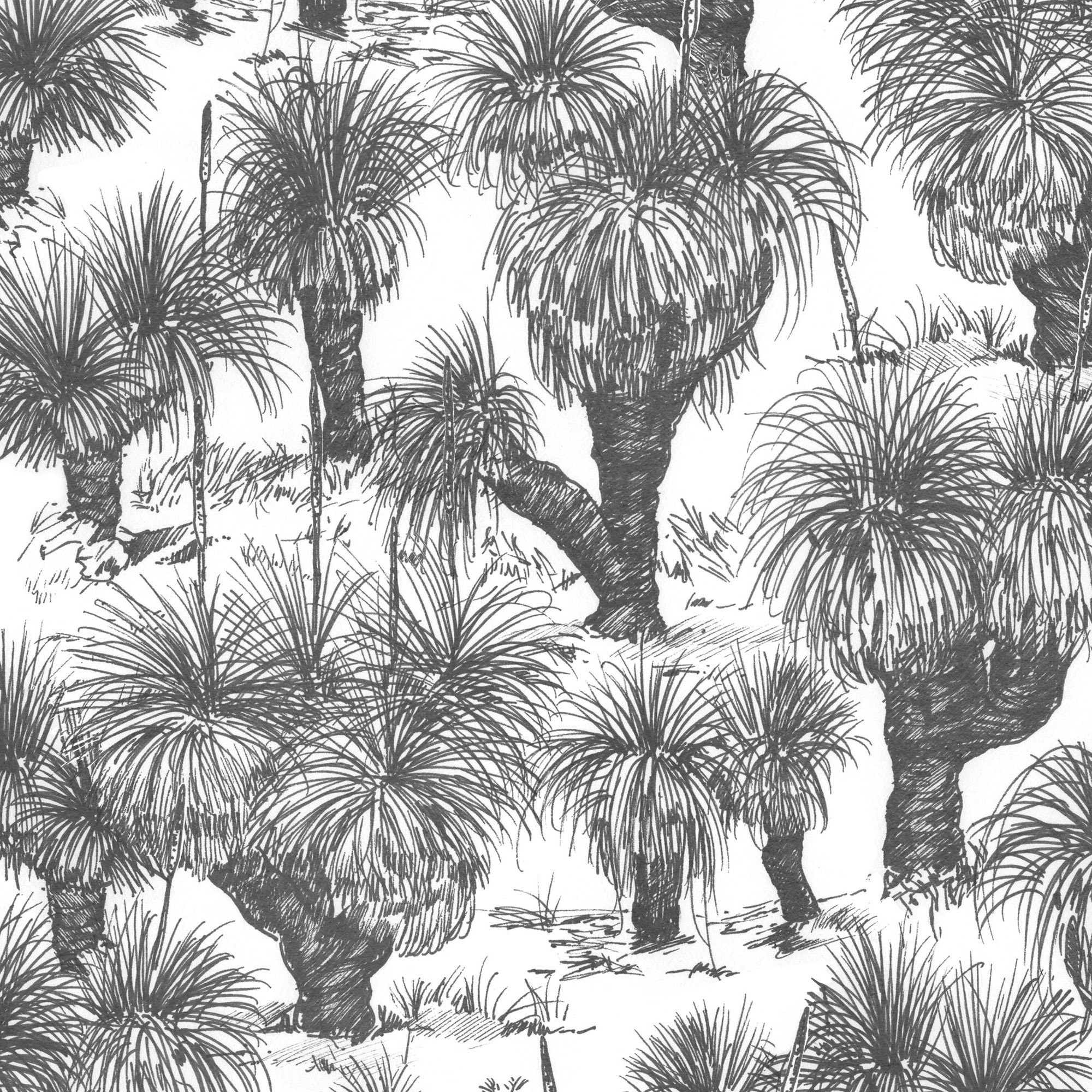 grasstree.charcoal-crop.jpg