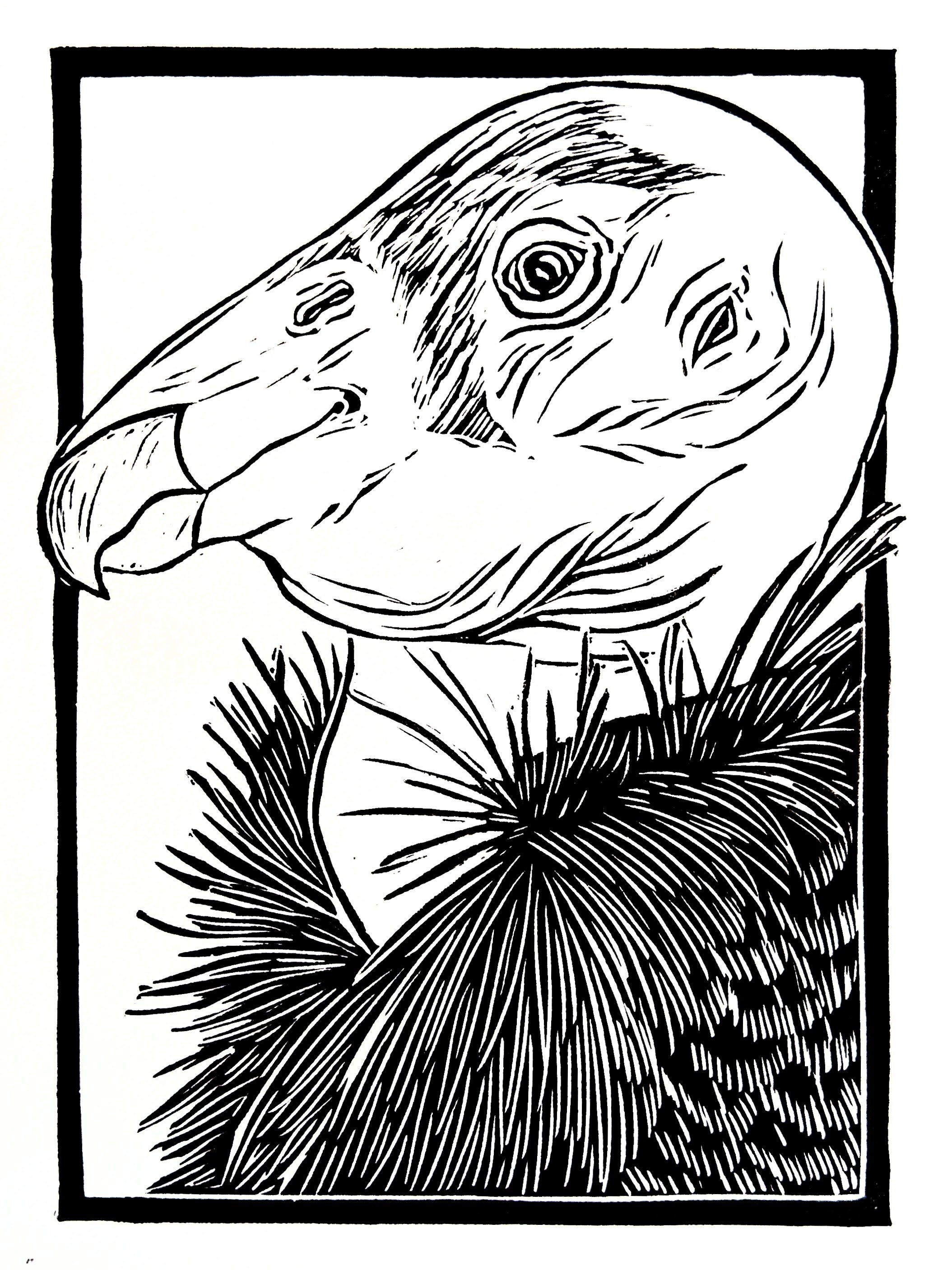 Condor-UpClose.jpg