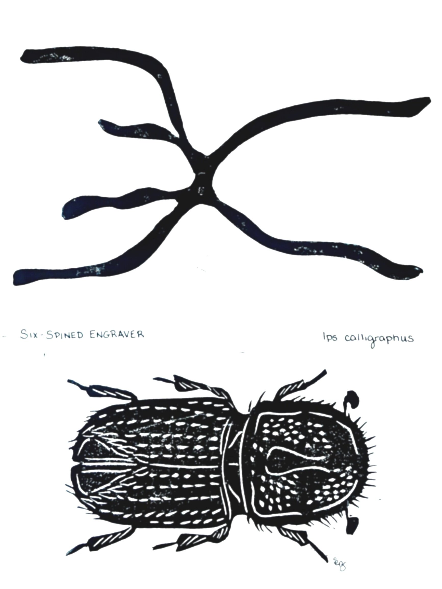 Six-Spined Engraver Beetle, Ips calligraphus