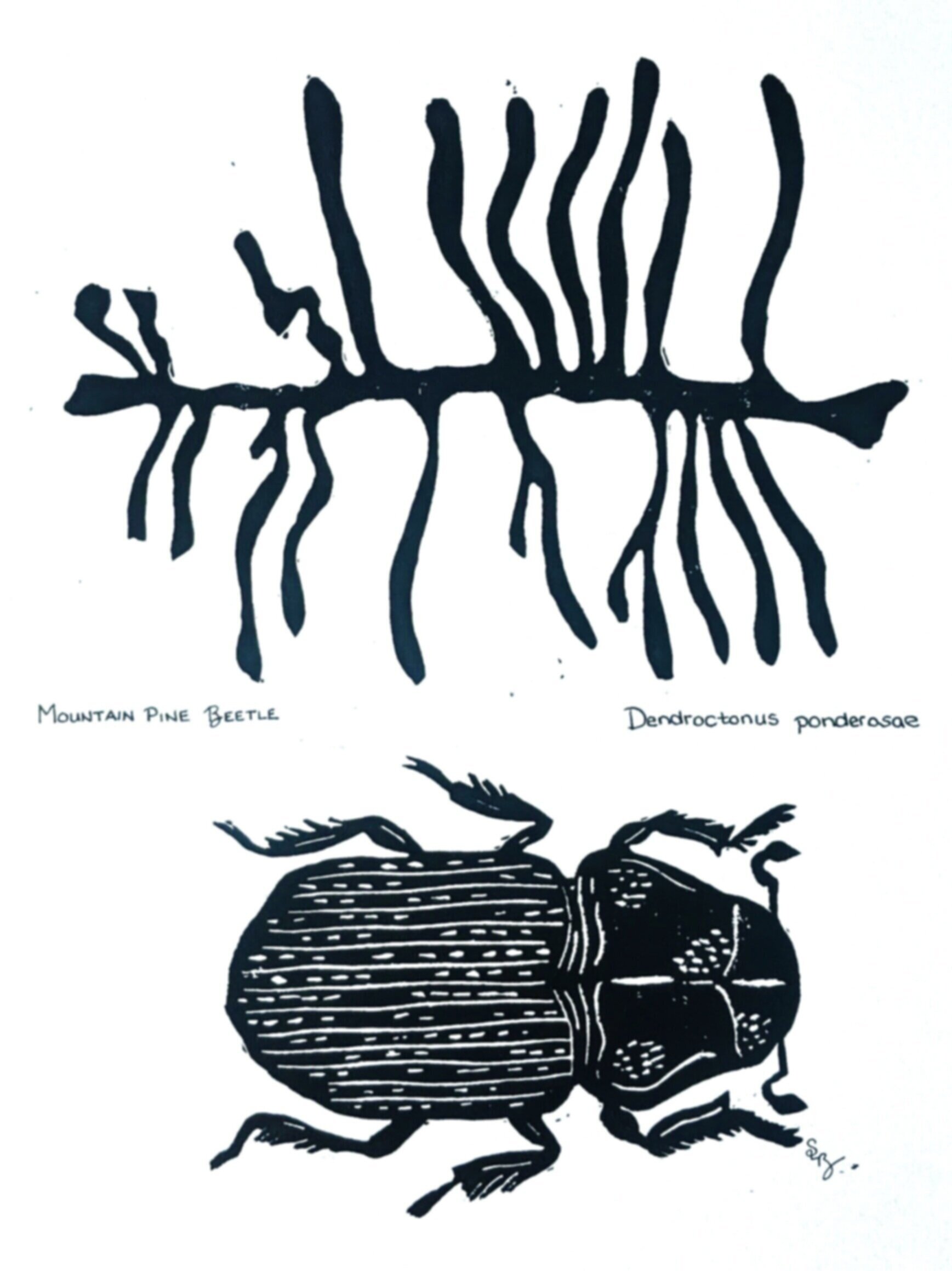 Mountain Pine Beetle, Dendroctonus ponderosae
