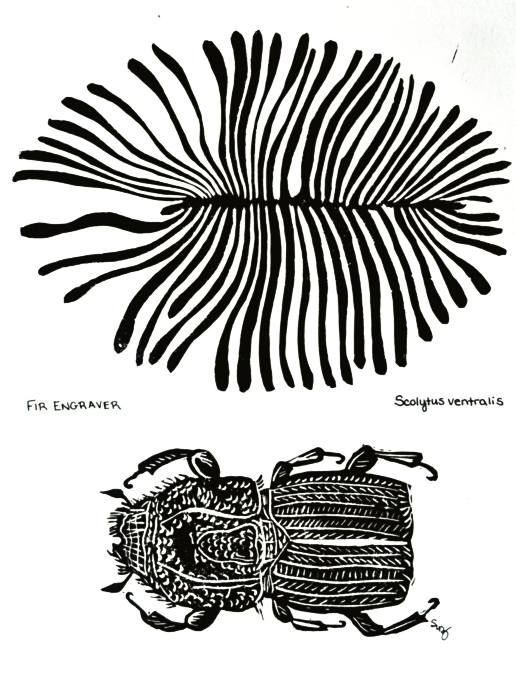 Fir Engraver, Scolytus ventralis