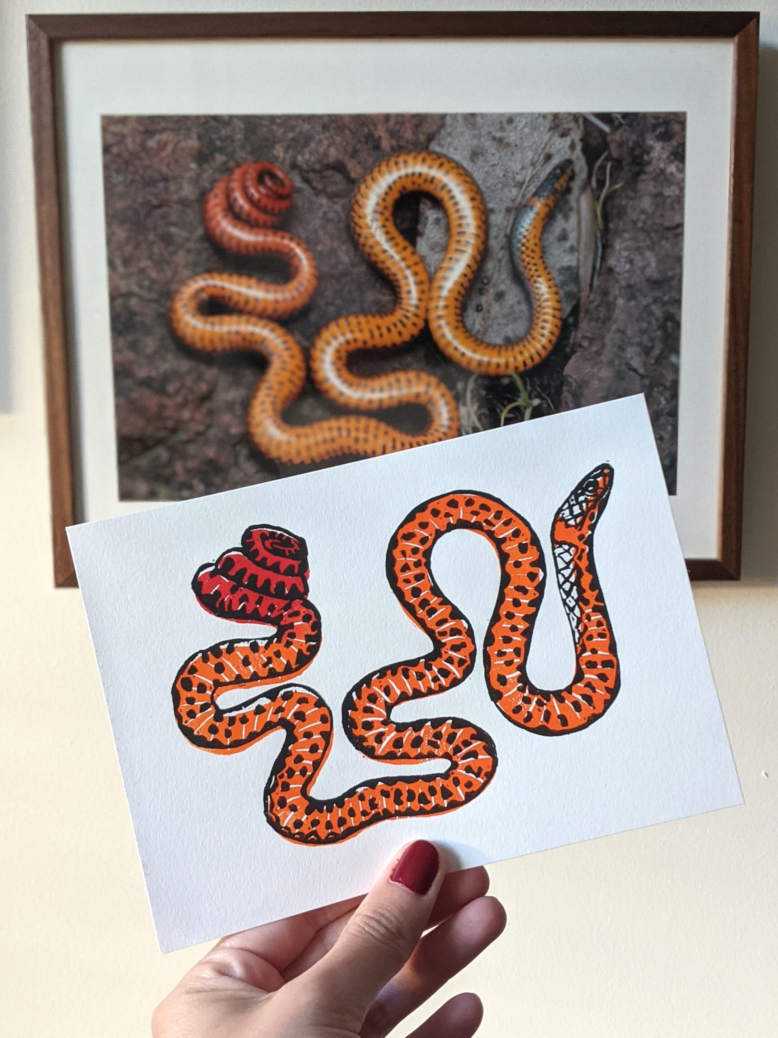 Pacific ring-necked snake blockprint
