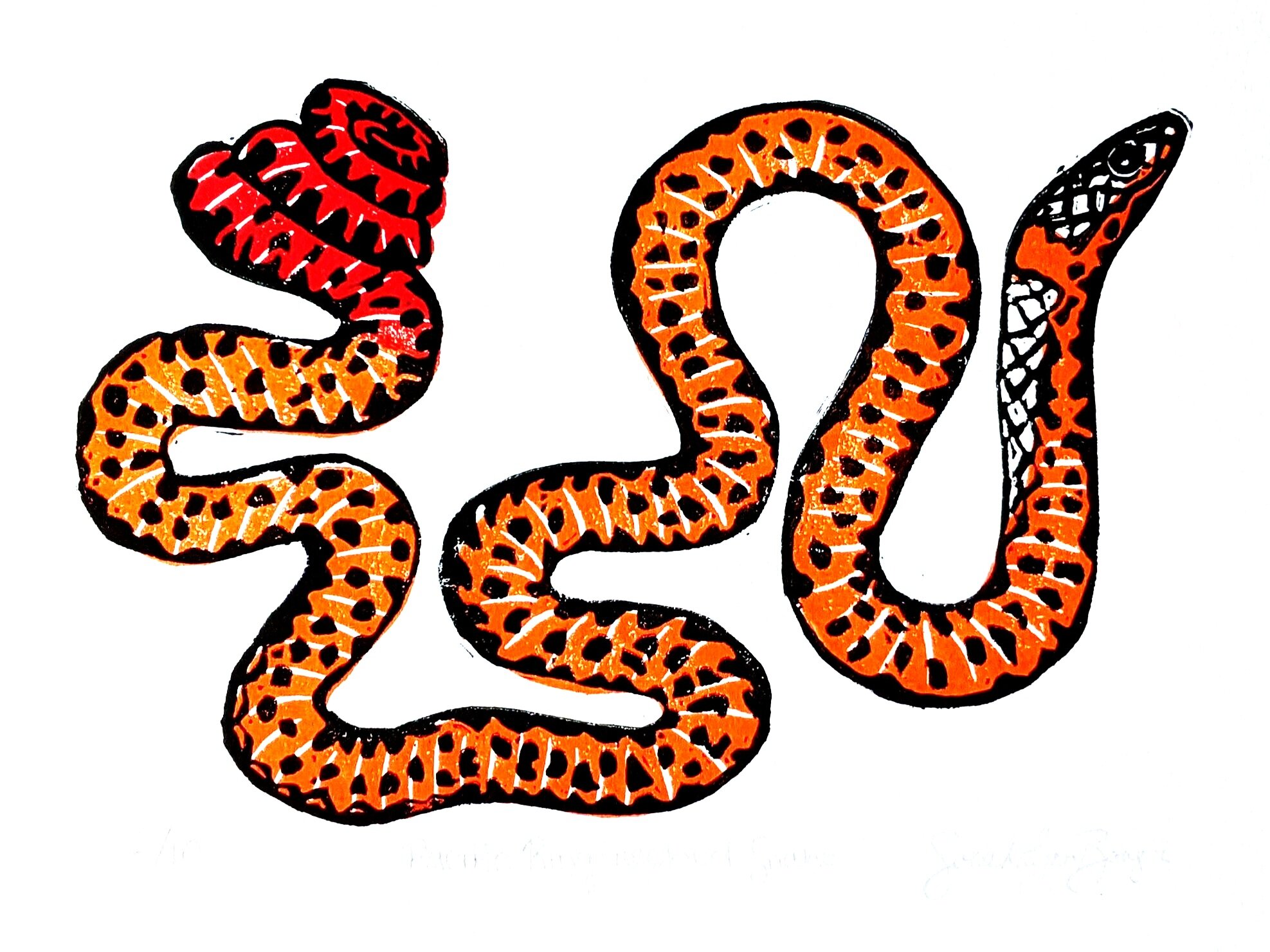 Pacific ring-necked snake blockprint