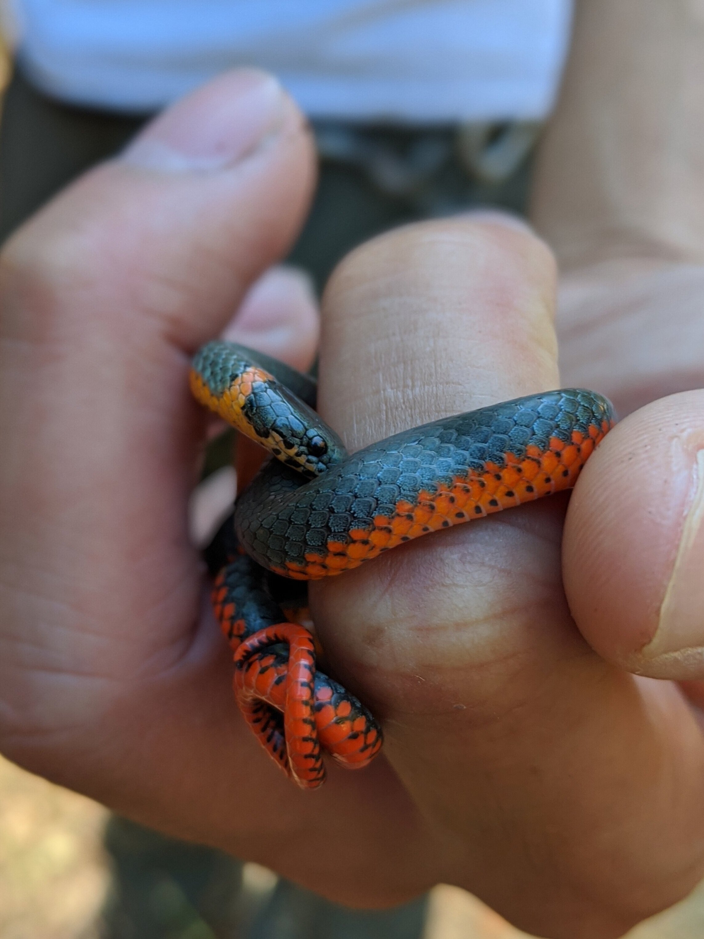 Pacific ring-necked snake (Diadophis punctatus amabilis)