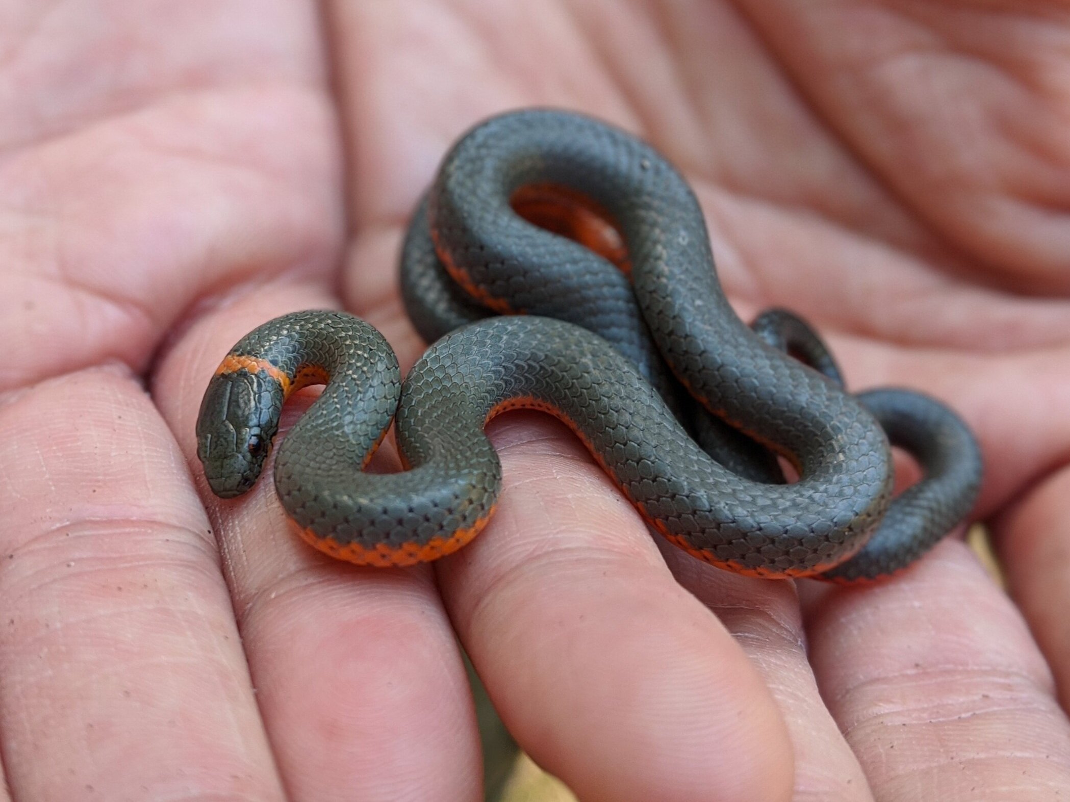 Pacific ring-necked snake (Diadophis punctatus amabilis,)
