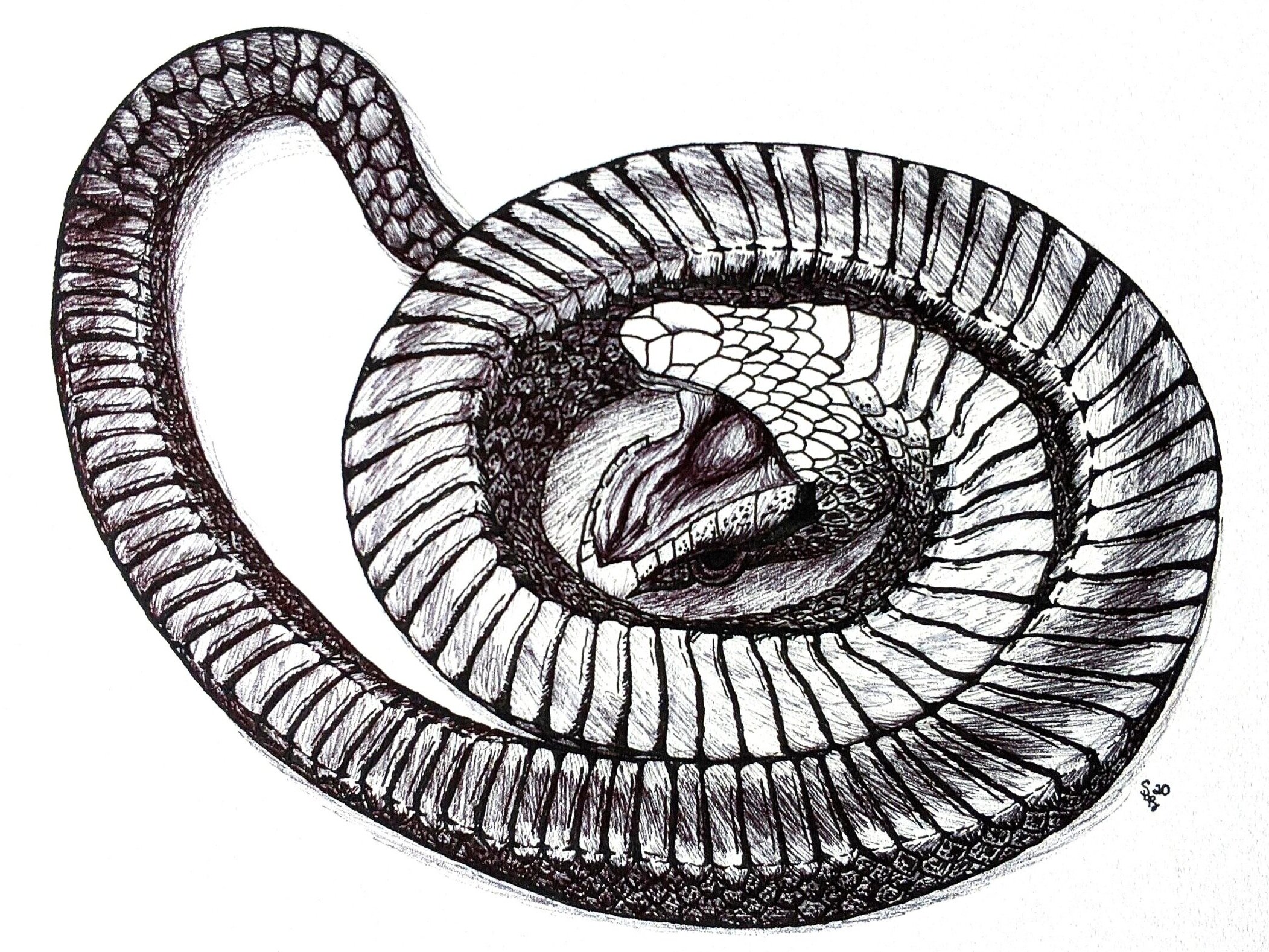Southern Hognose snake, pen & ink drawing