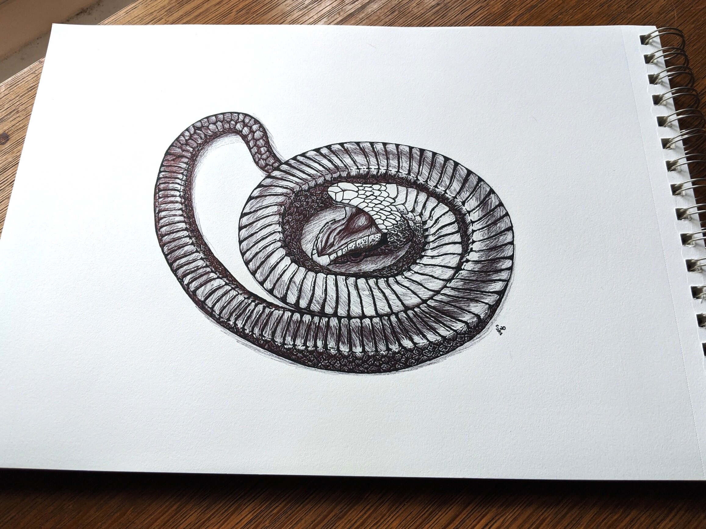 Southern Hognose snake, pen & ink drawing