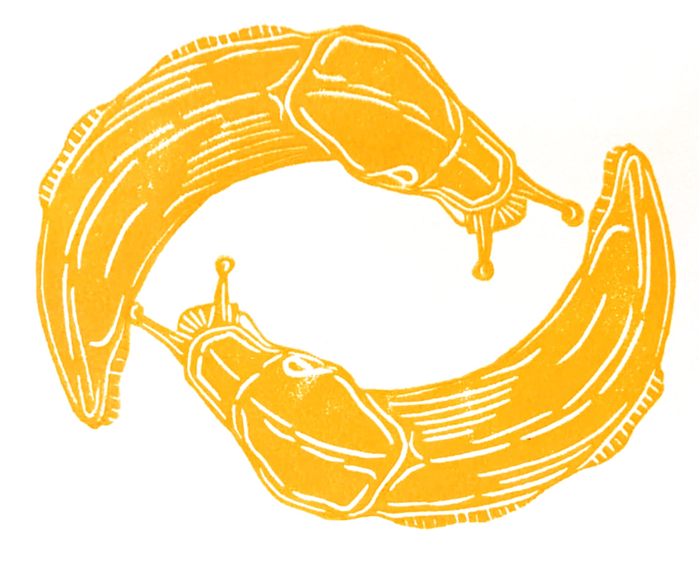 Banana+Slug-up+close.jpg