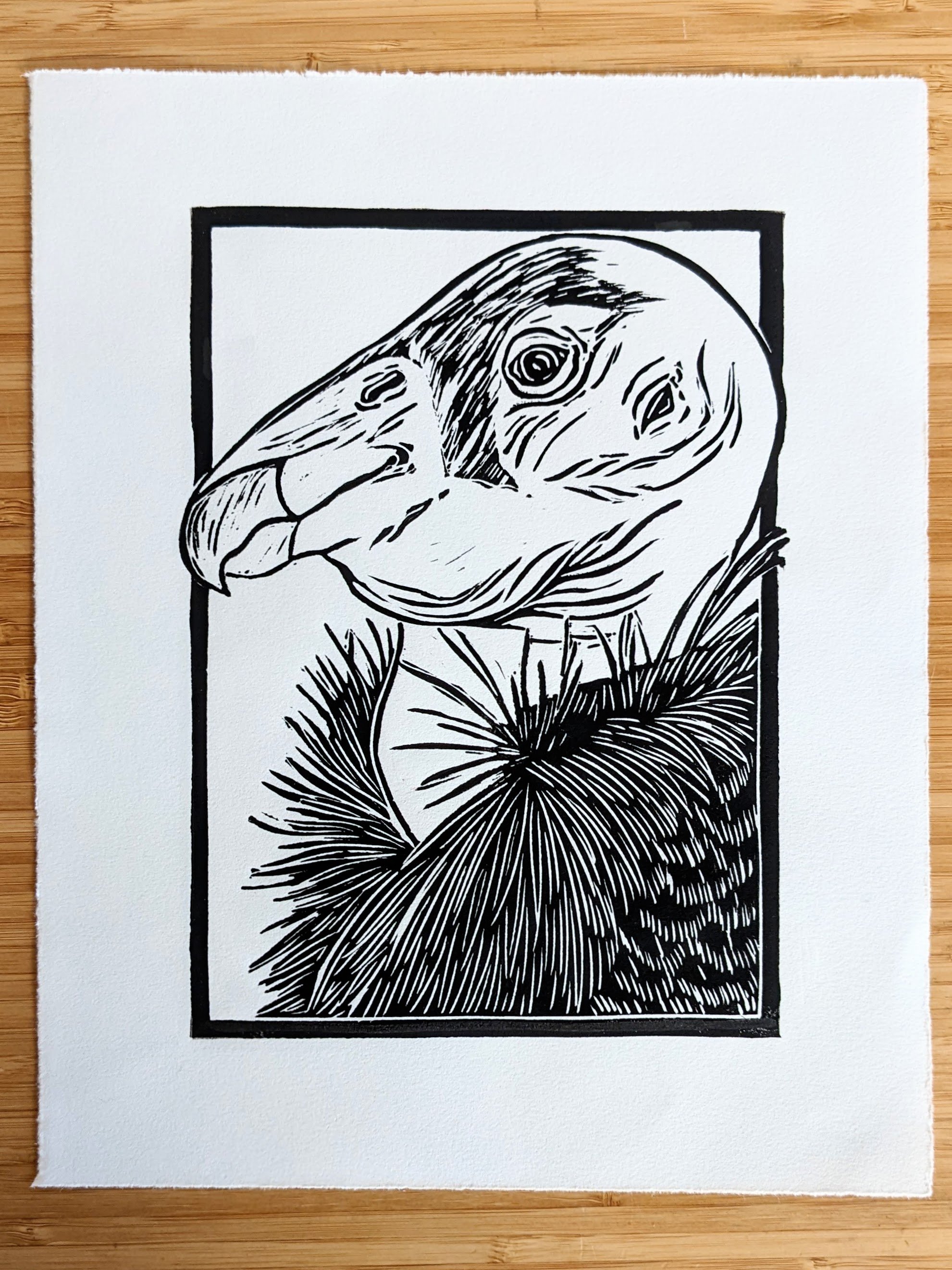 Condor-White.jpg