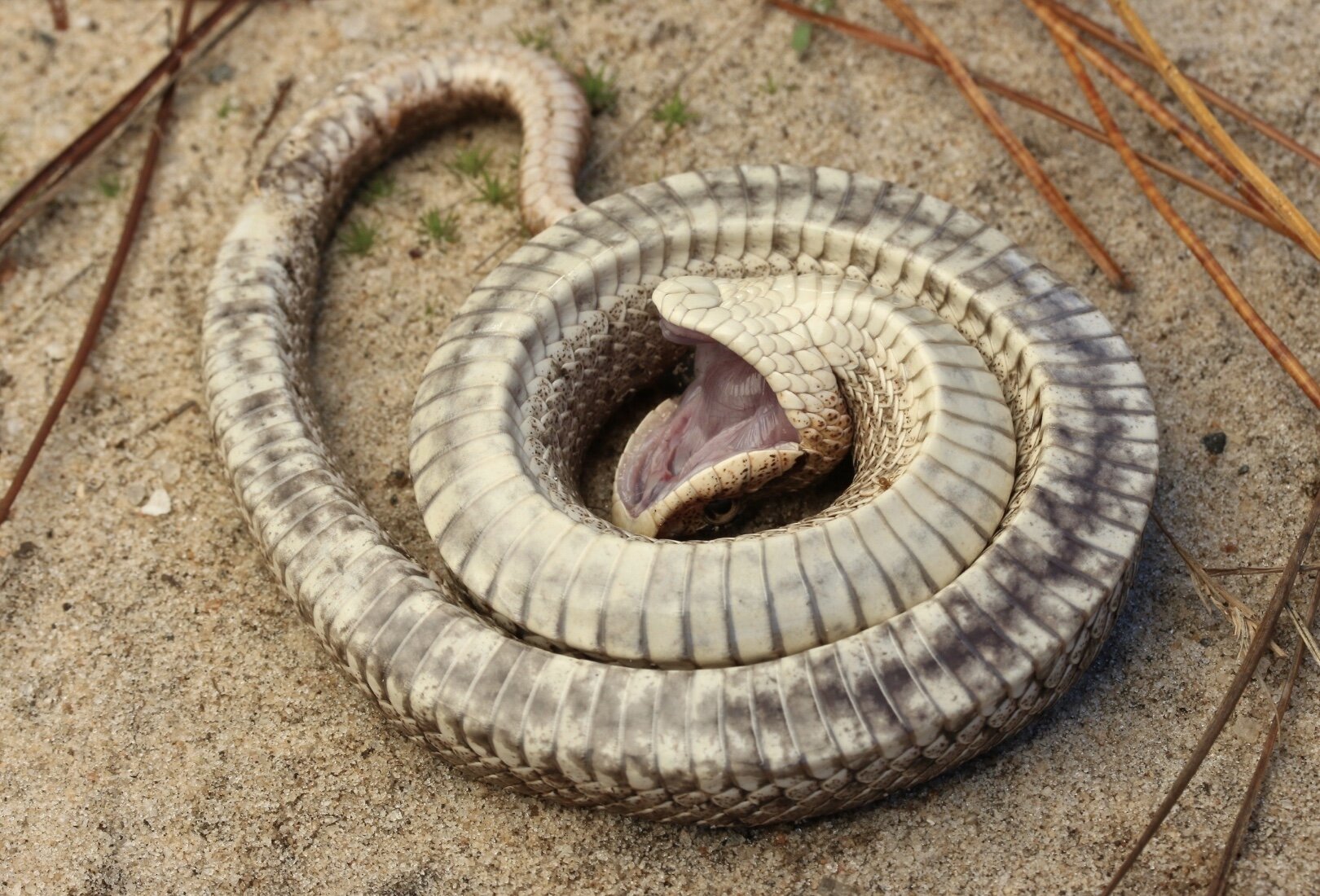 Southern Hognose snake (Heterodon simus) feigning death, photo by Zachary Lim, @zacharge