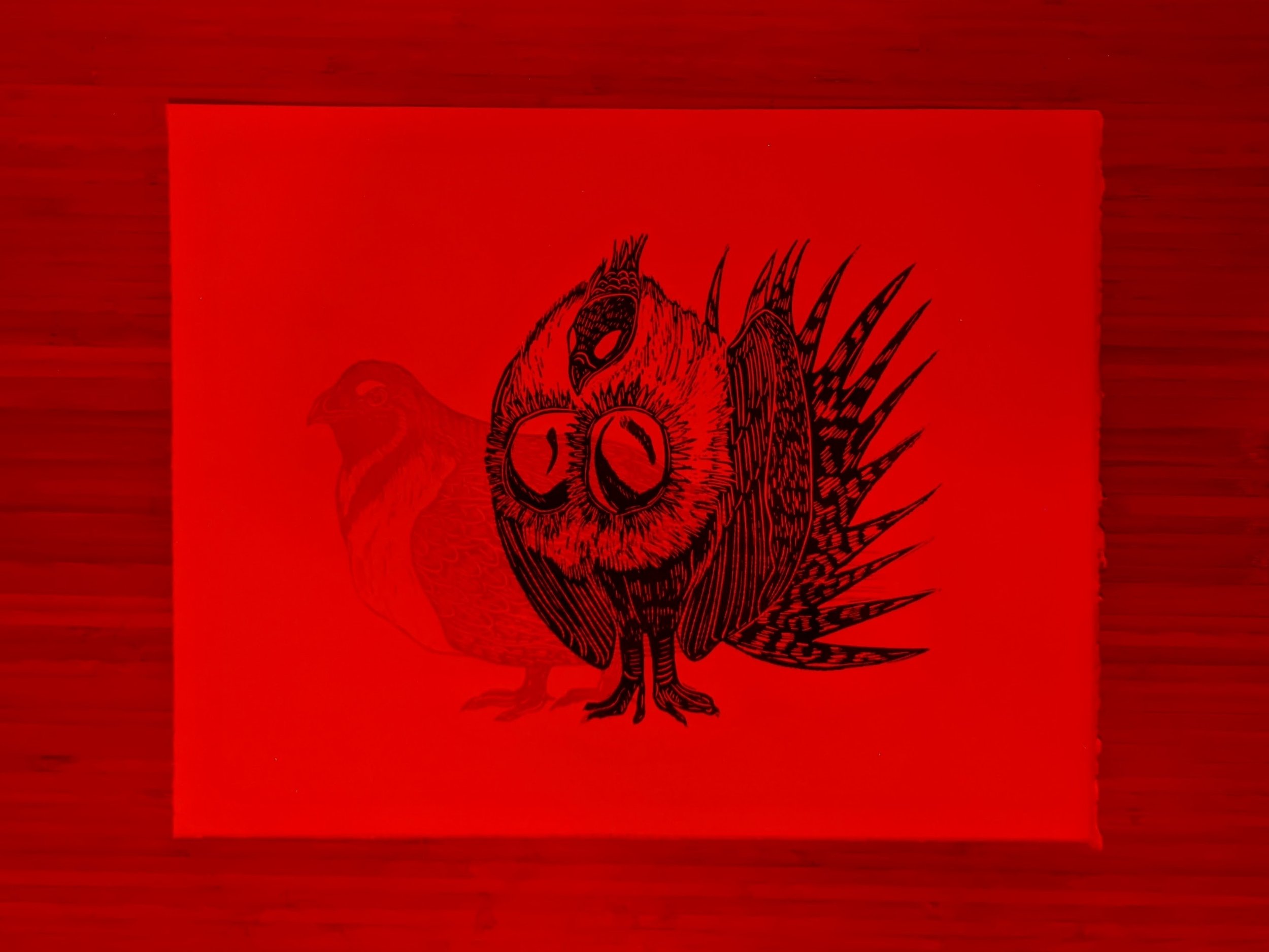 Greater Sage-Grouse print under red film