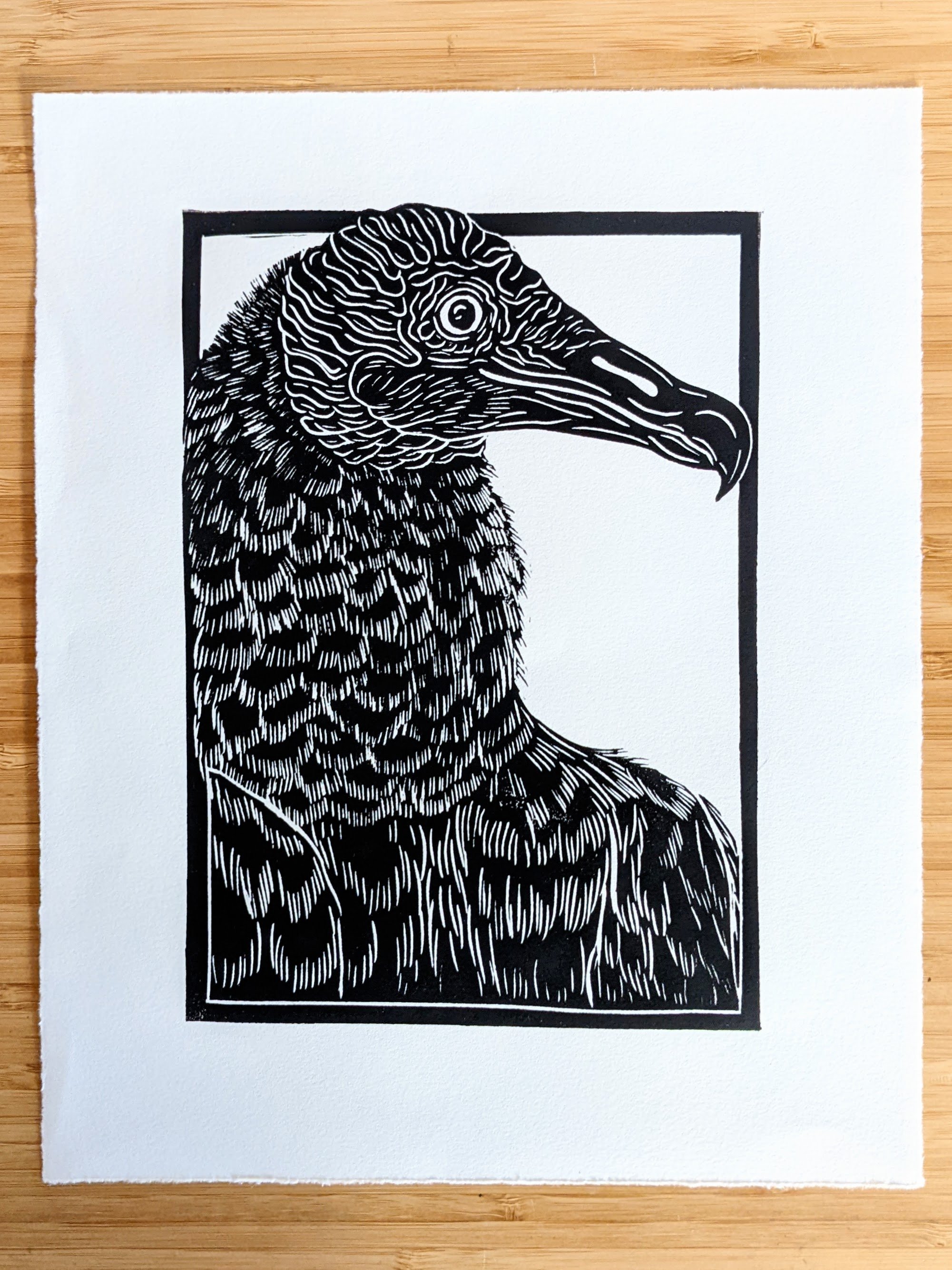 BlackVulture-White.jpg