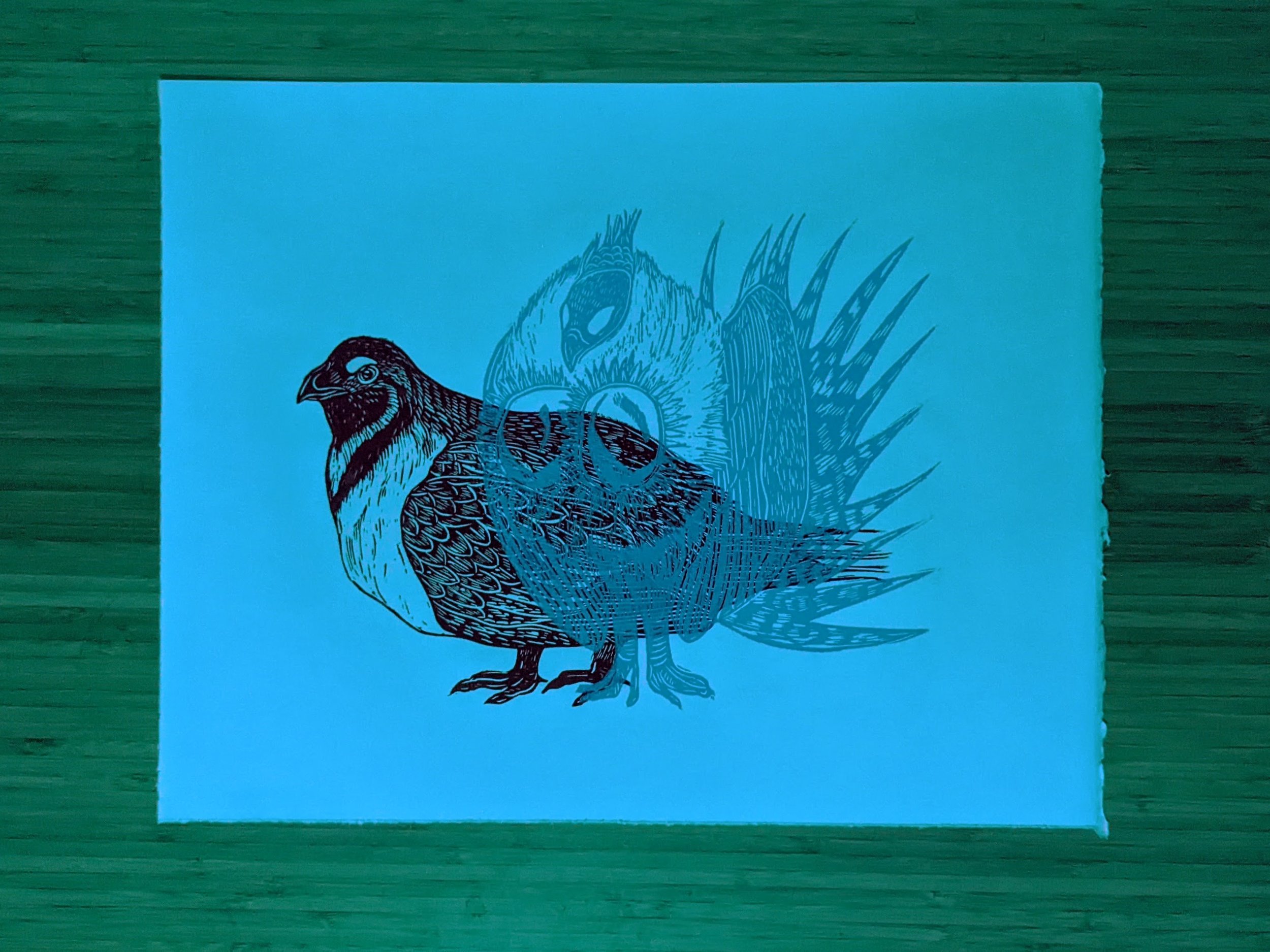 Greater Sage-Grouse print under blue film