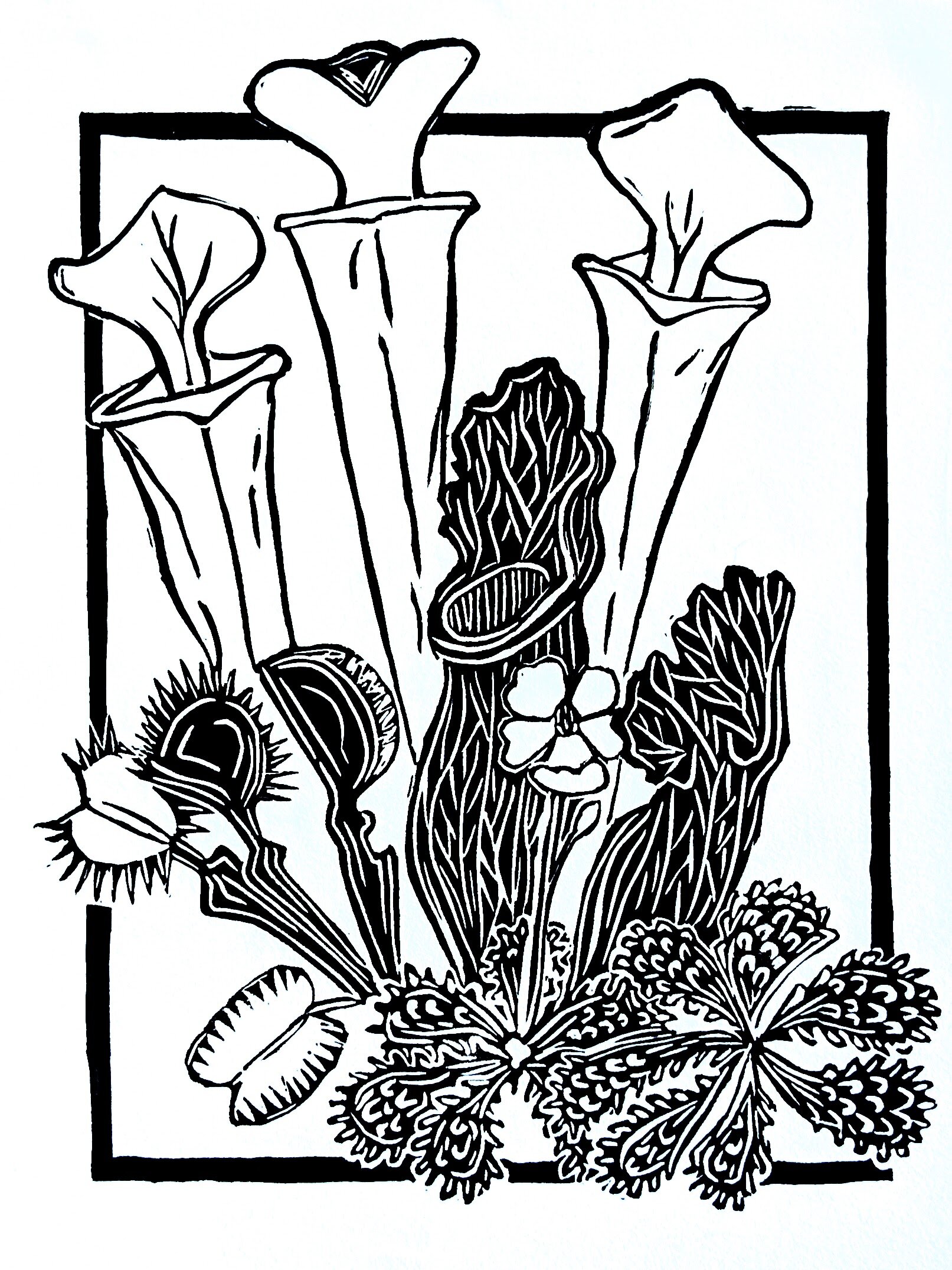 Carolina Bog Print