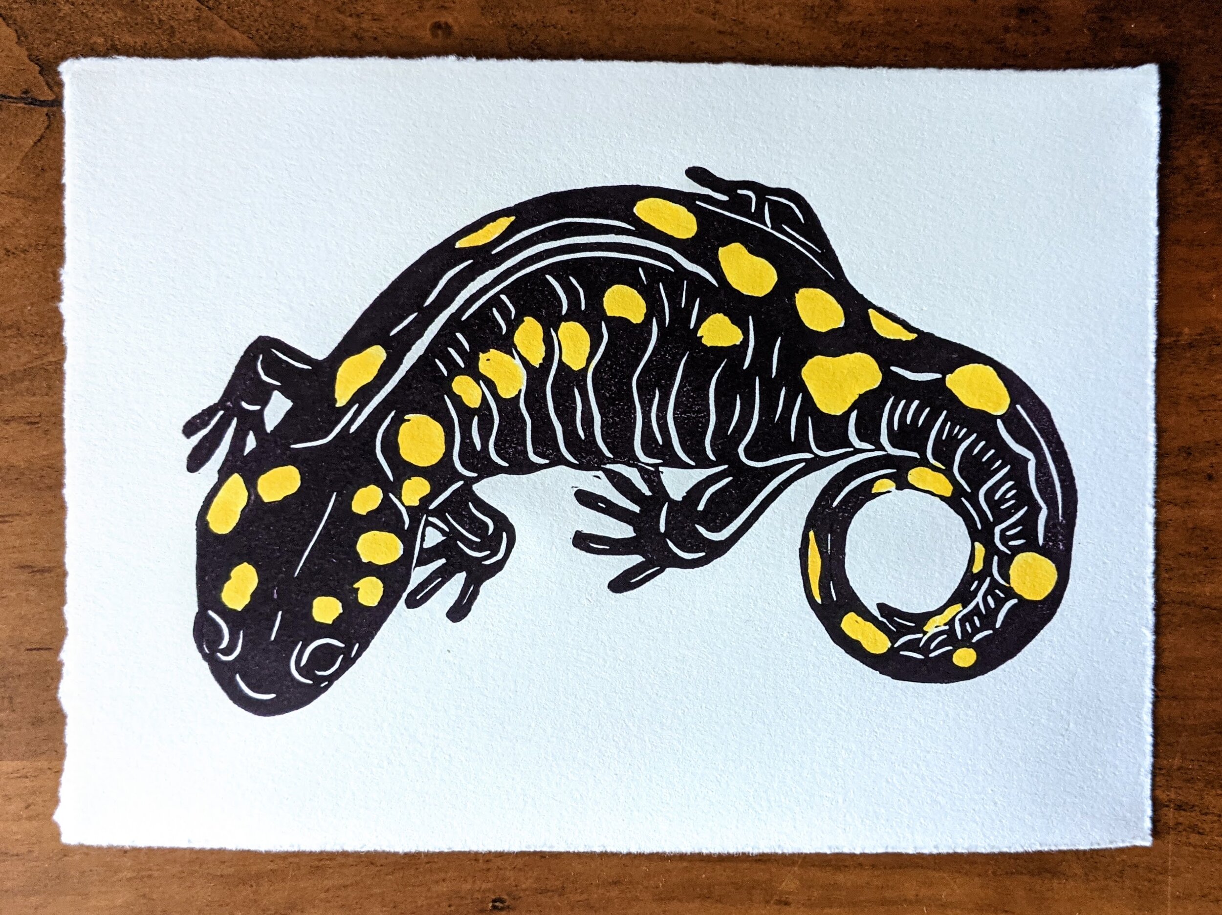 5" by 7" Spotted Salamander print- dark purple and yellow ink on cotton rag paper
