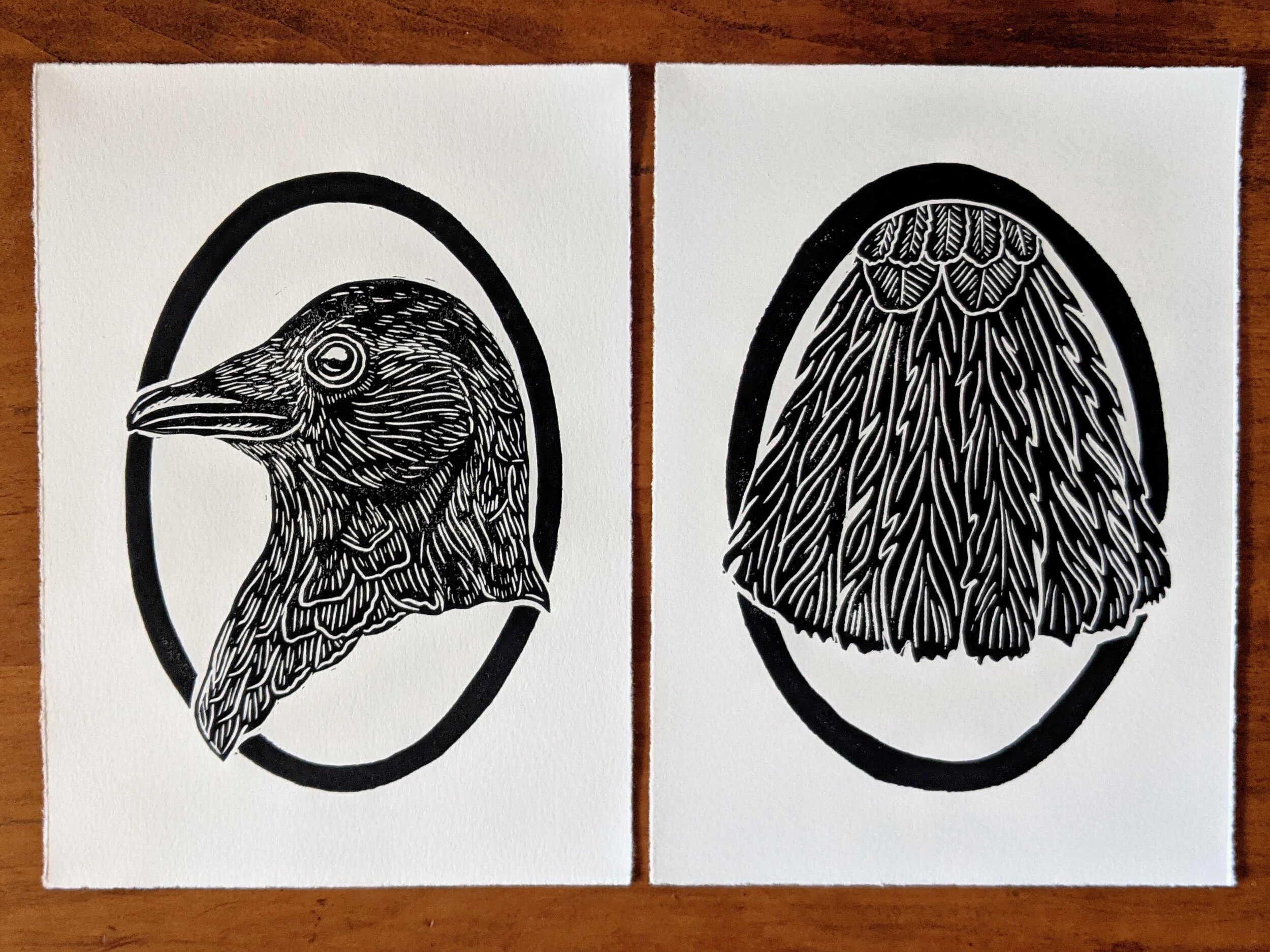 crow profile & tail feathers