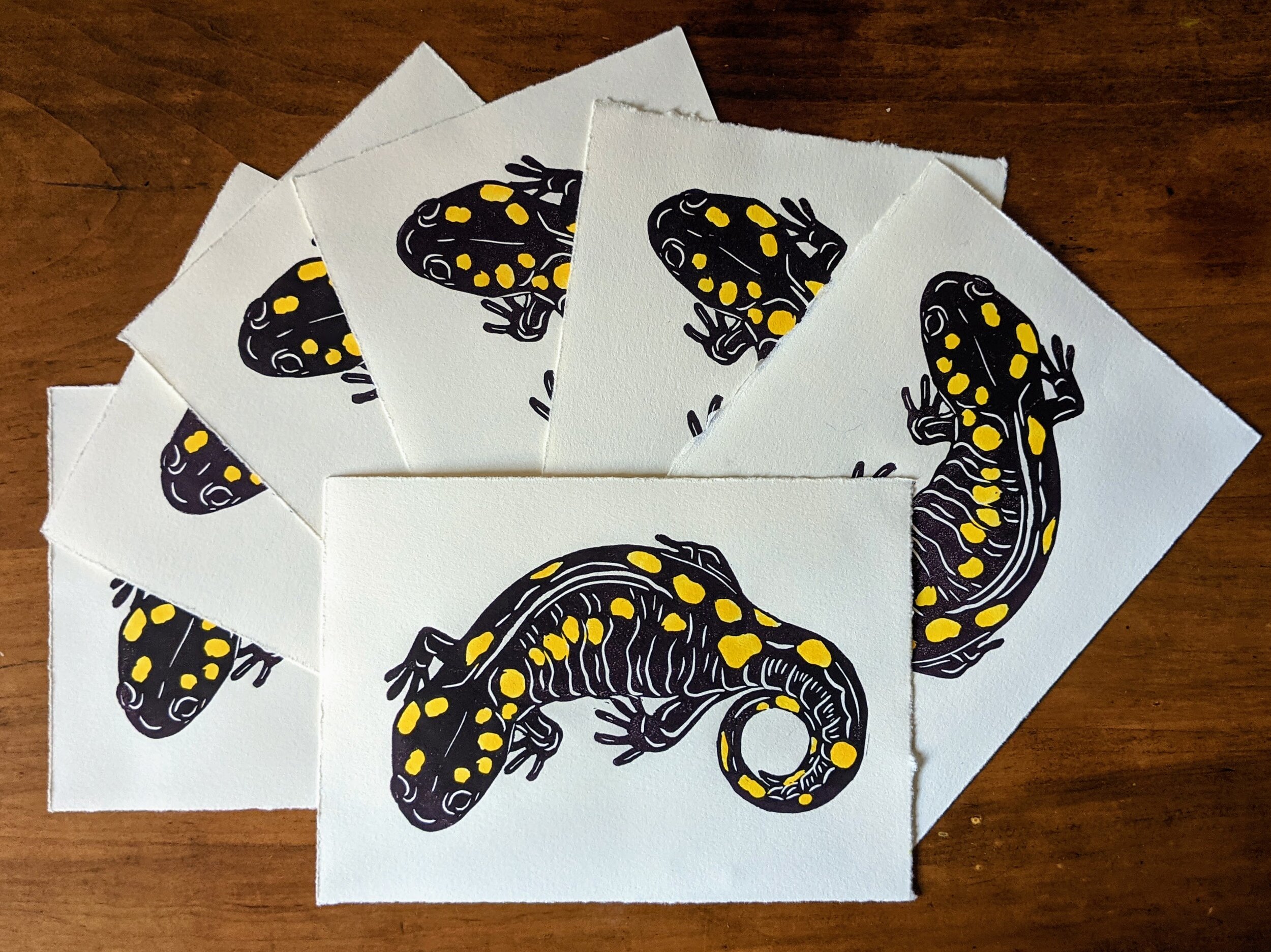 Spotted Salamander prints