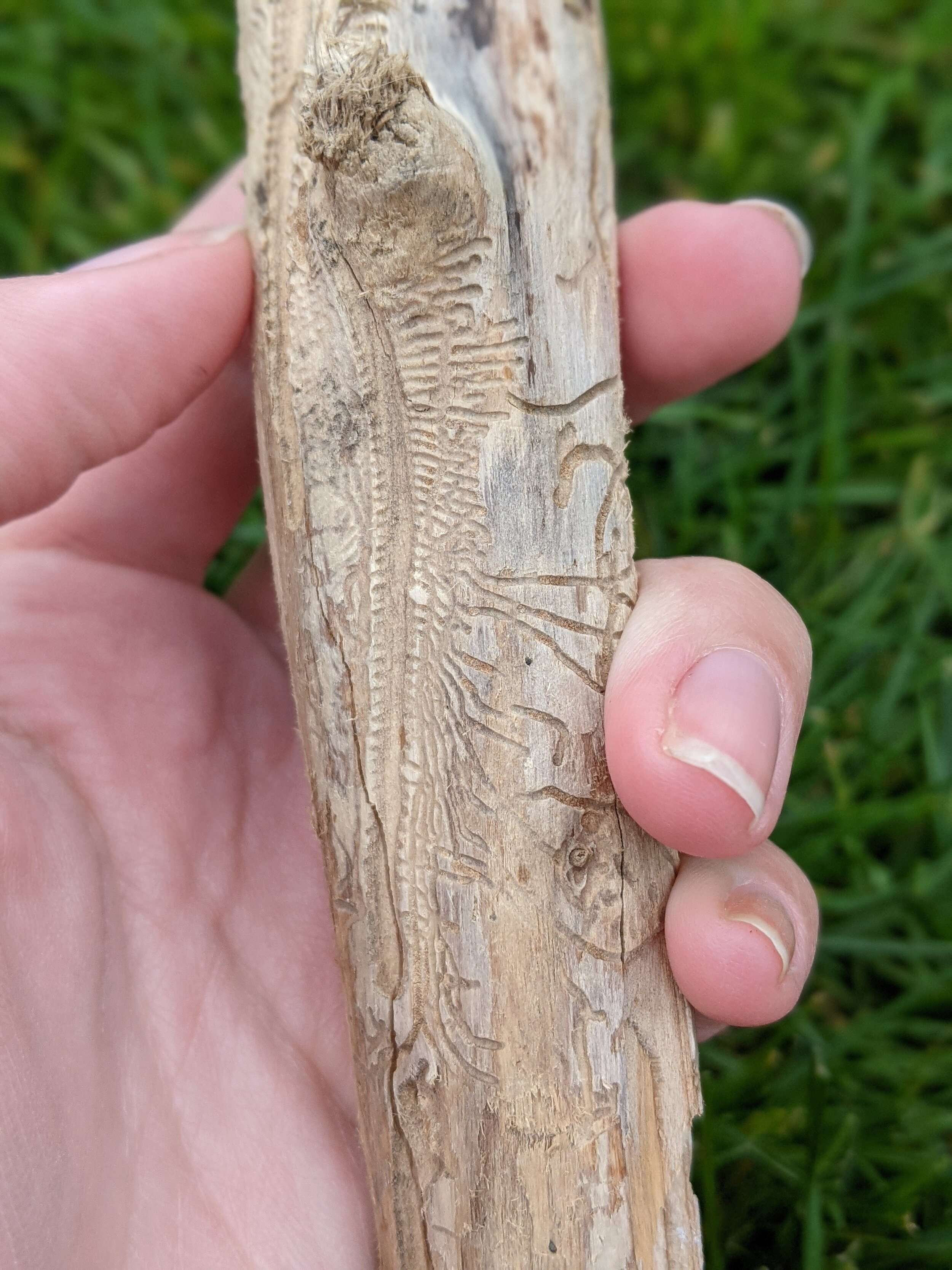 Example of bark beetle galleries