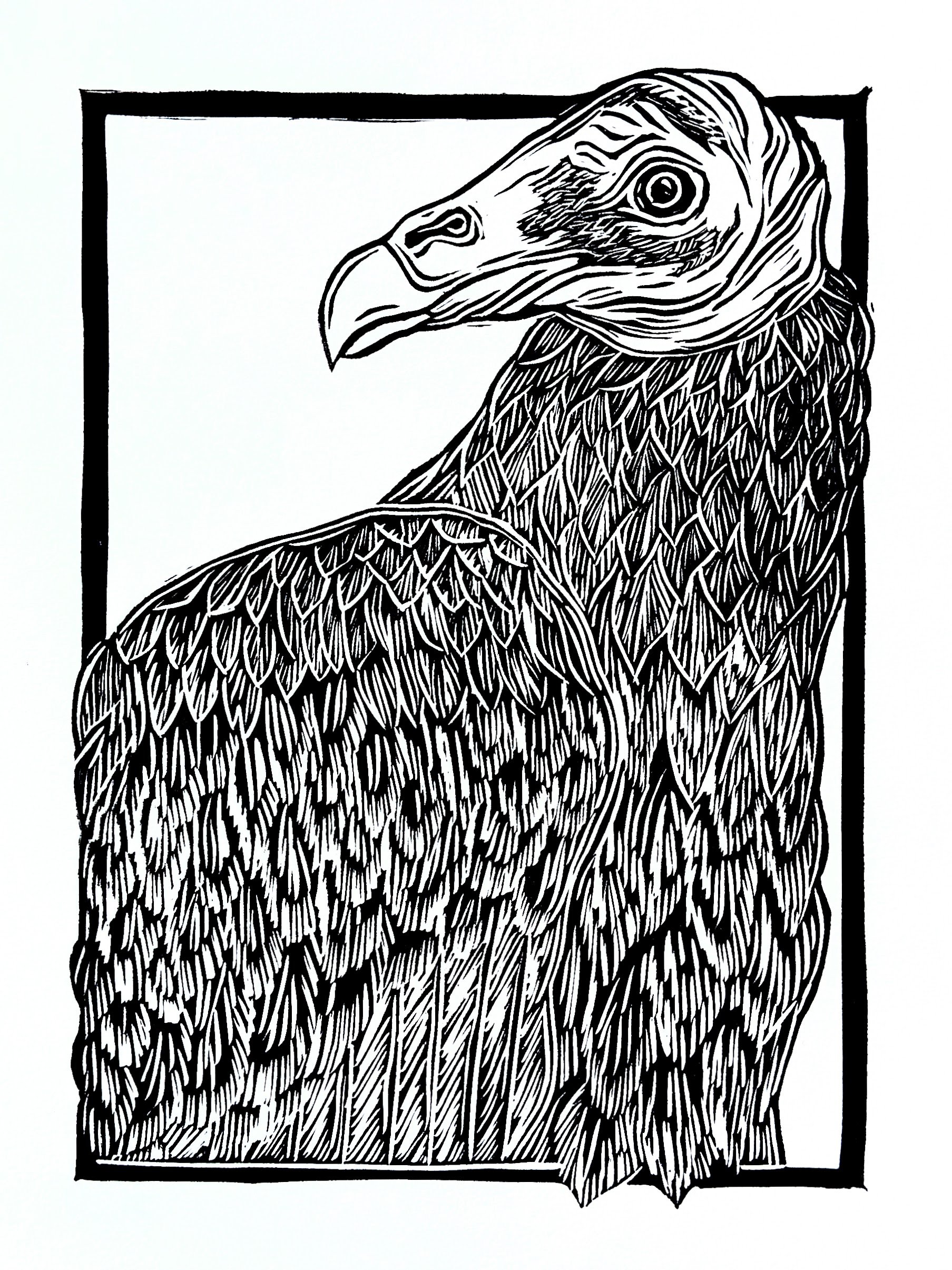 TVulture-UpClose.jpg