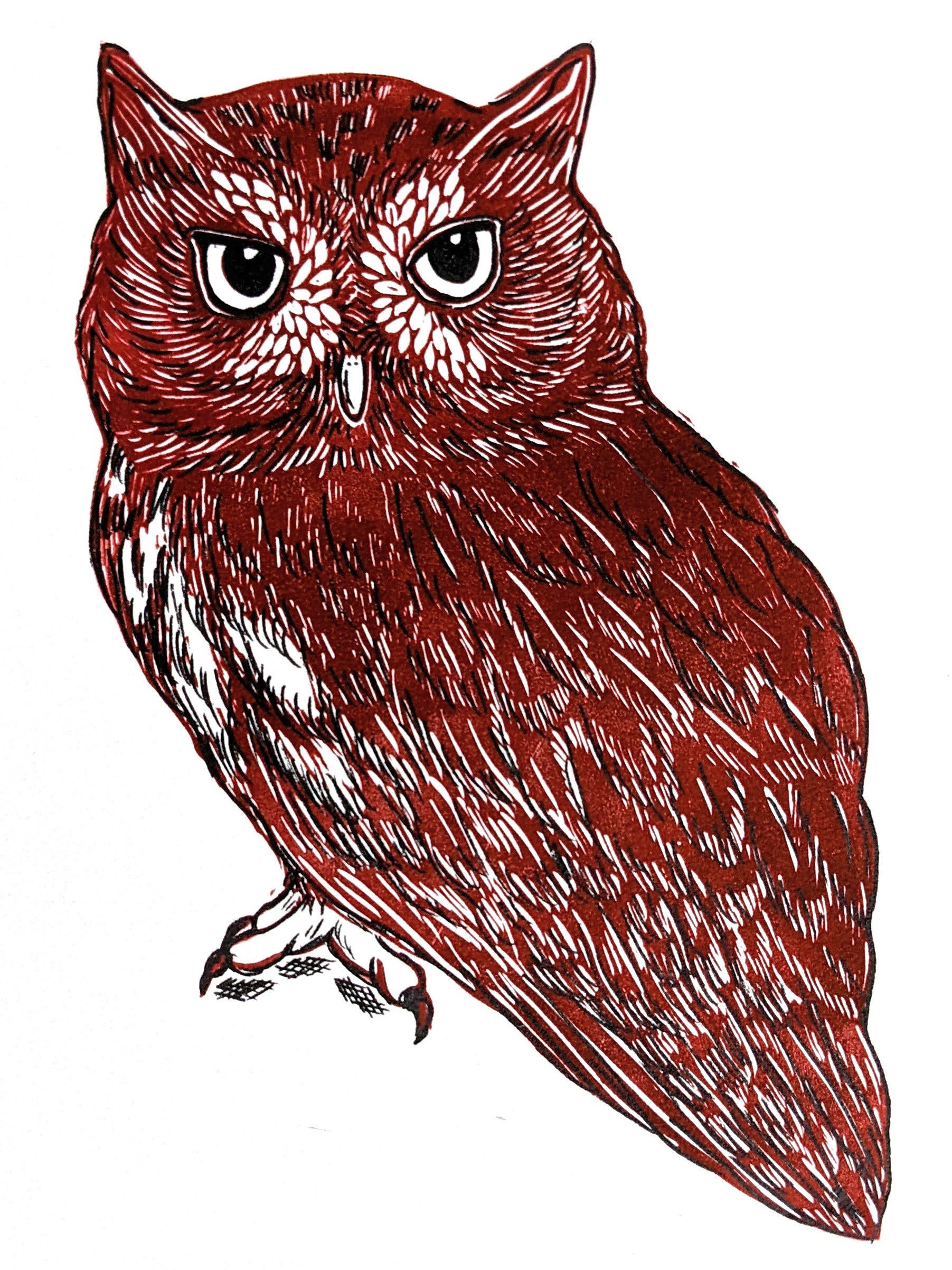 Eastern Screech-Owl Rufous Phase