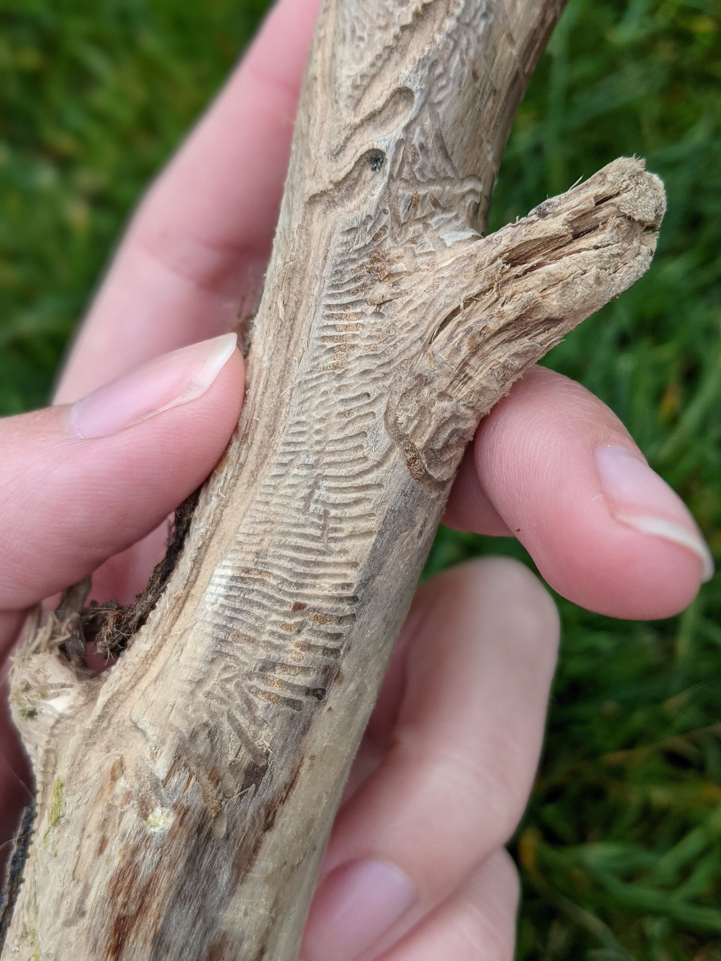 Example of bark beetle galleries