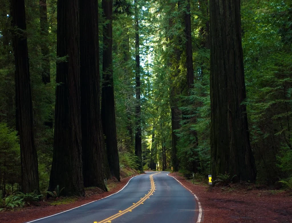 Ride the Redwoods