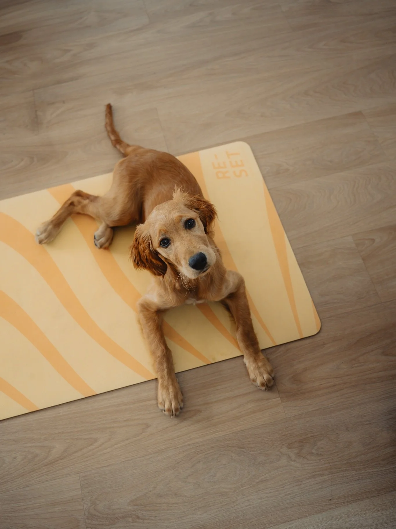 Happy international dog day from the employee of the month, every month 🐾 Who else&rsquo;s dog loves the RE-FOCUS suede mat? It must be soft, if it&rsquo;s dog-approved.