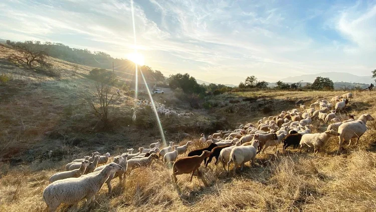 Prescribed Grazing FAQs — Community Environmental Council - Preventing Dog Eye Disease With Grazing Plan